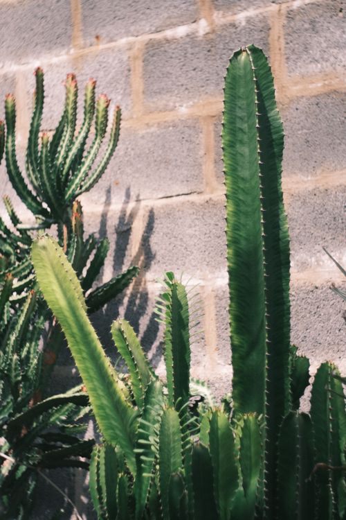 Free Detailed image of green cacti with shadows on a sunlit brick wall outdoors. Stock Photo