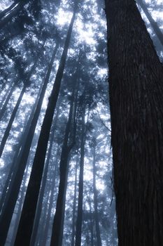 Serene view of a misty forest in Chiayi City, Taiwan, capturing the mystical and tranquil atmosphere.