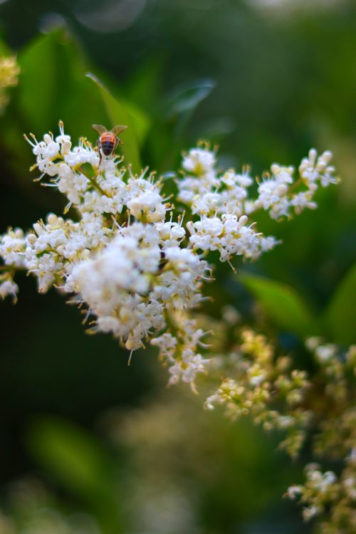Free A honey bee gathering nectar from white flowers during spring. Vibrant nature scene. Stock Photo