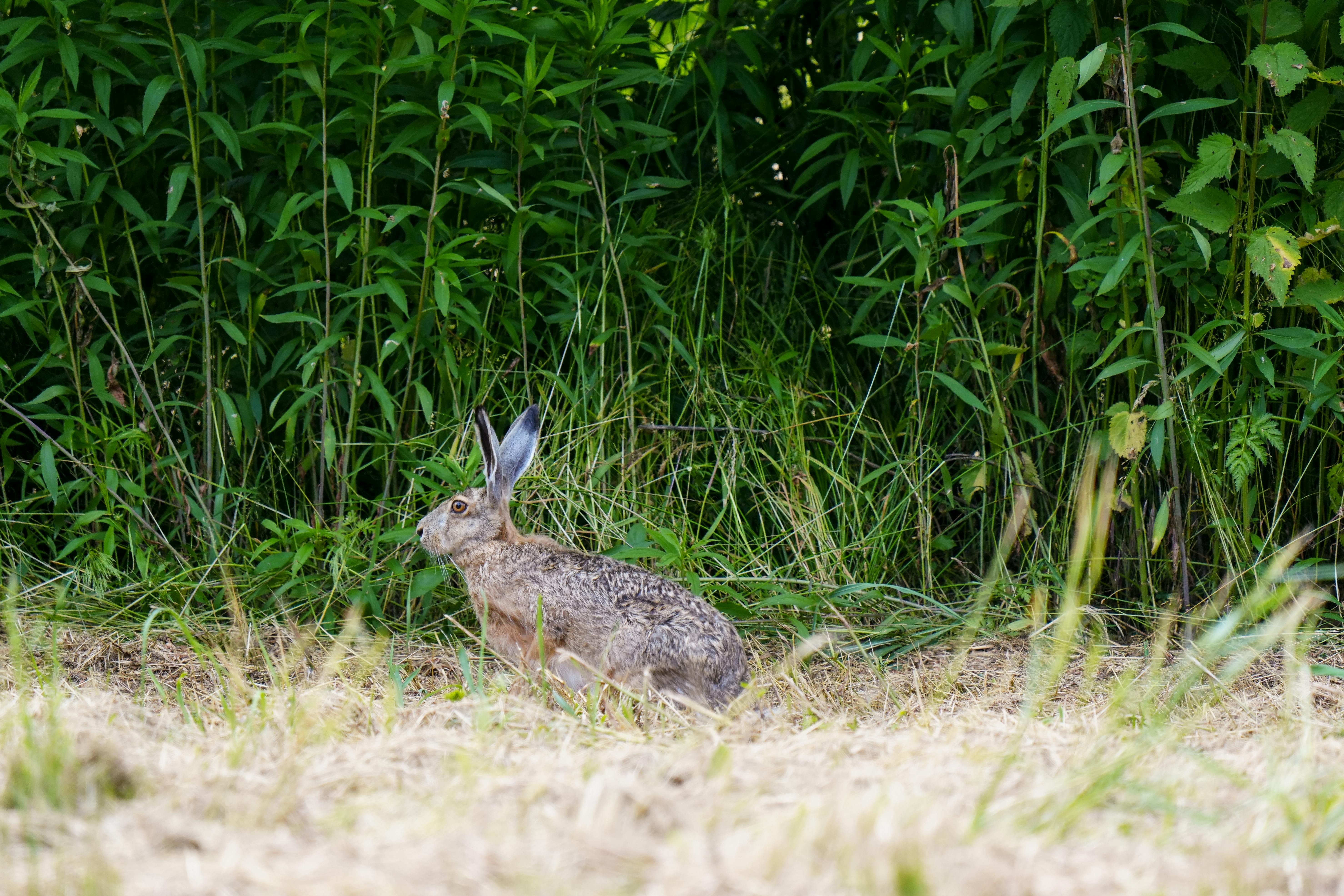 Healthy hare family meal