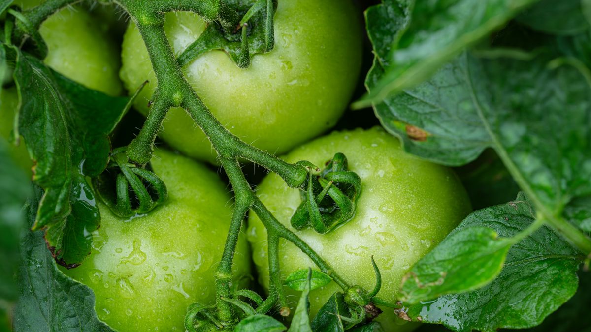 Mildiou tomates traitement naturel sans produit chimique