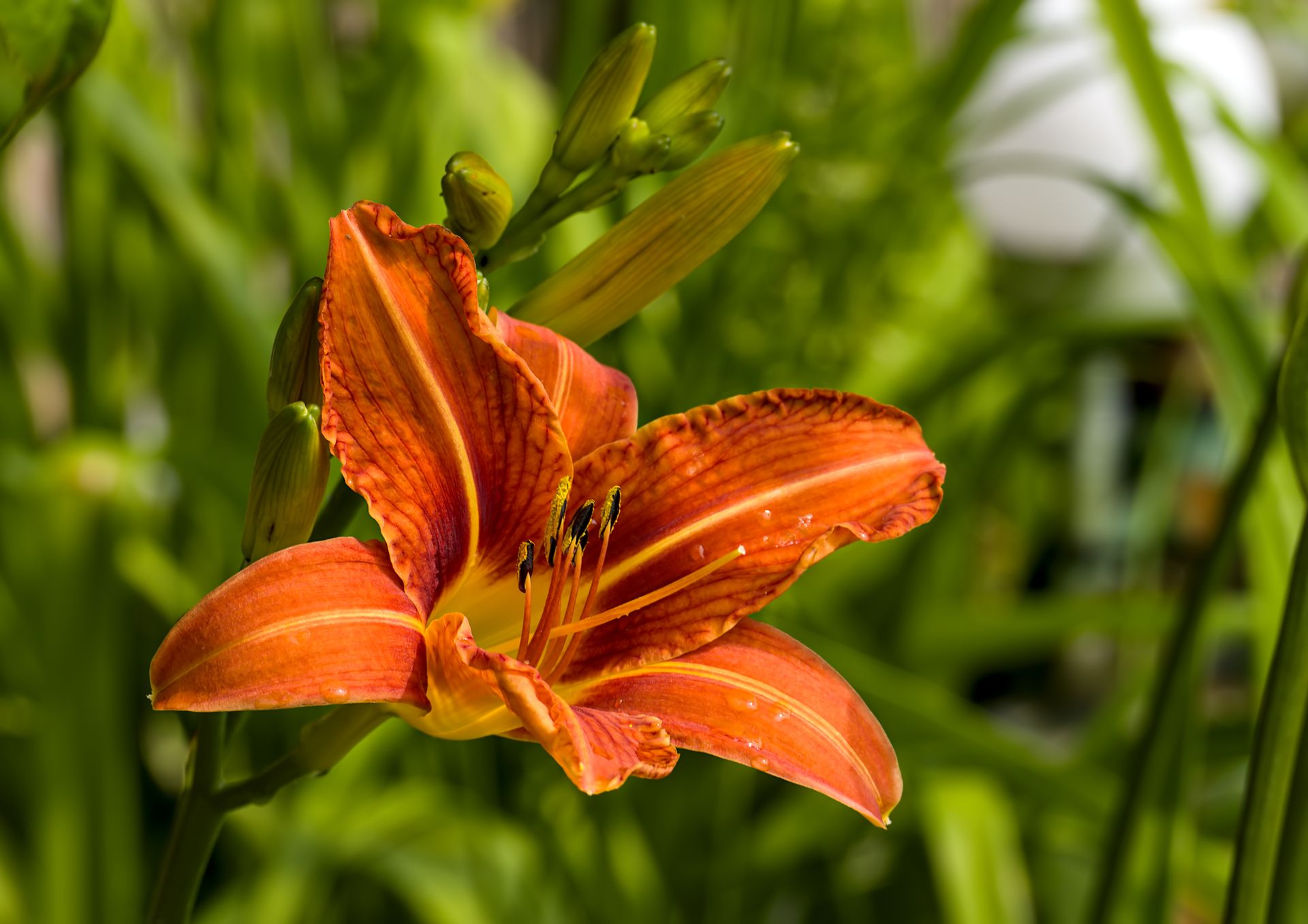 Close-up of a vibrant orange daylily in full bloom, showcasing its natural beauty in a lush summer garden.