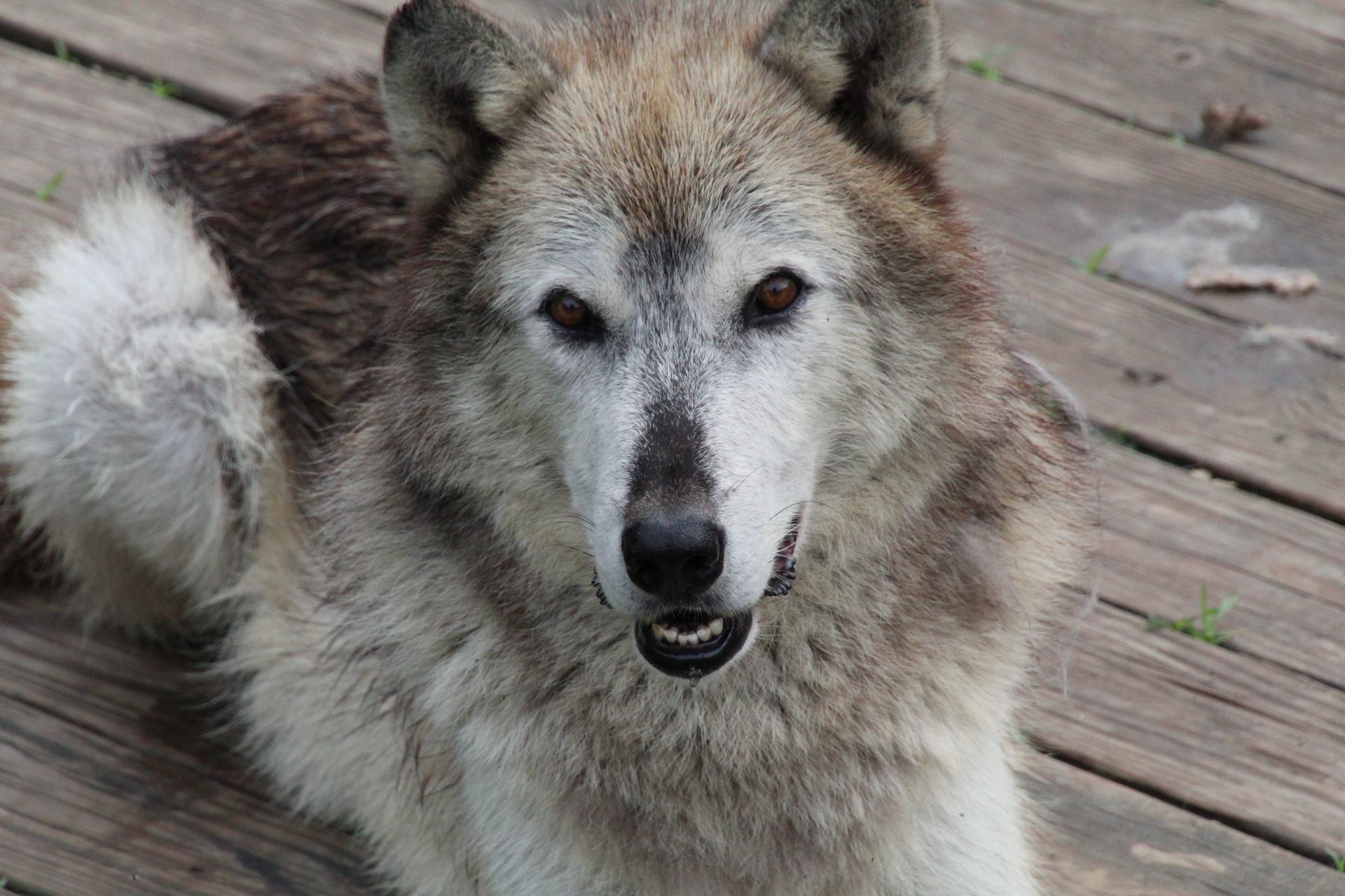 A detailed close-up of a timber wolf resting on a wooden deck, showing its natural fur textures.
