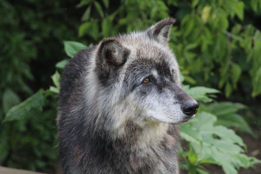 Portrait of a gray wolf surrounded by lush greenery, showcasing its striking features.