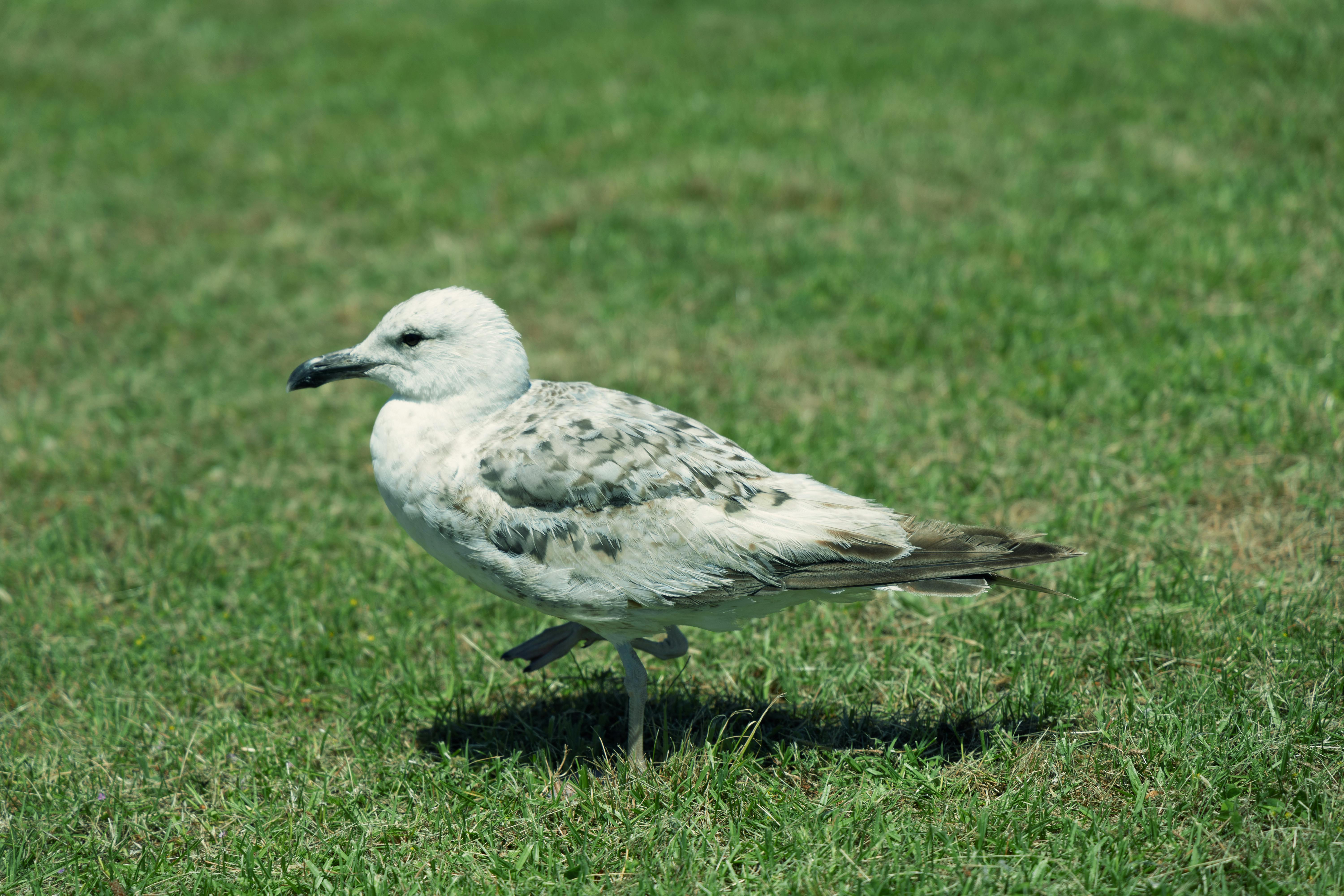 Printable Images Free Photos Download - Free Photo Of Close Up Of A Seagull Walking On Green Grass 