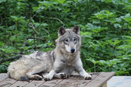 Free A gray wolf lounging on a wooden deck, surrounded by lush greenery. Stock Photo