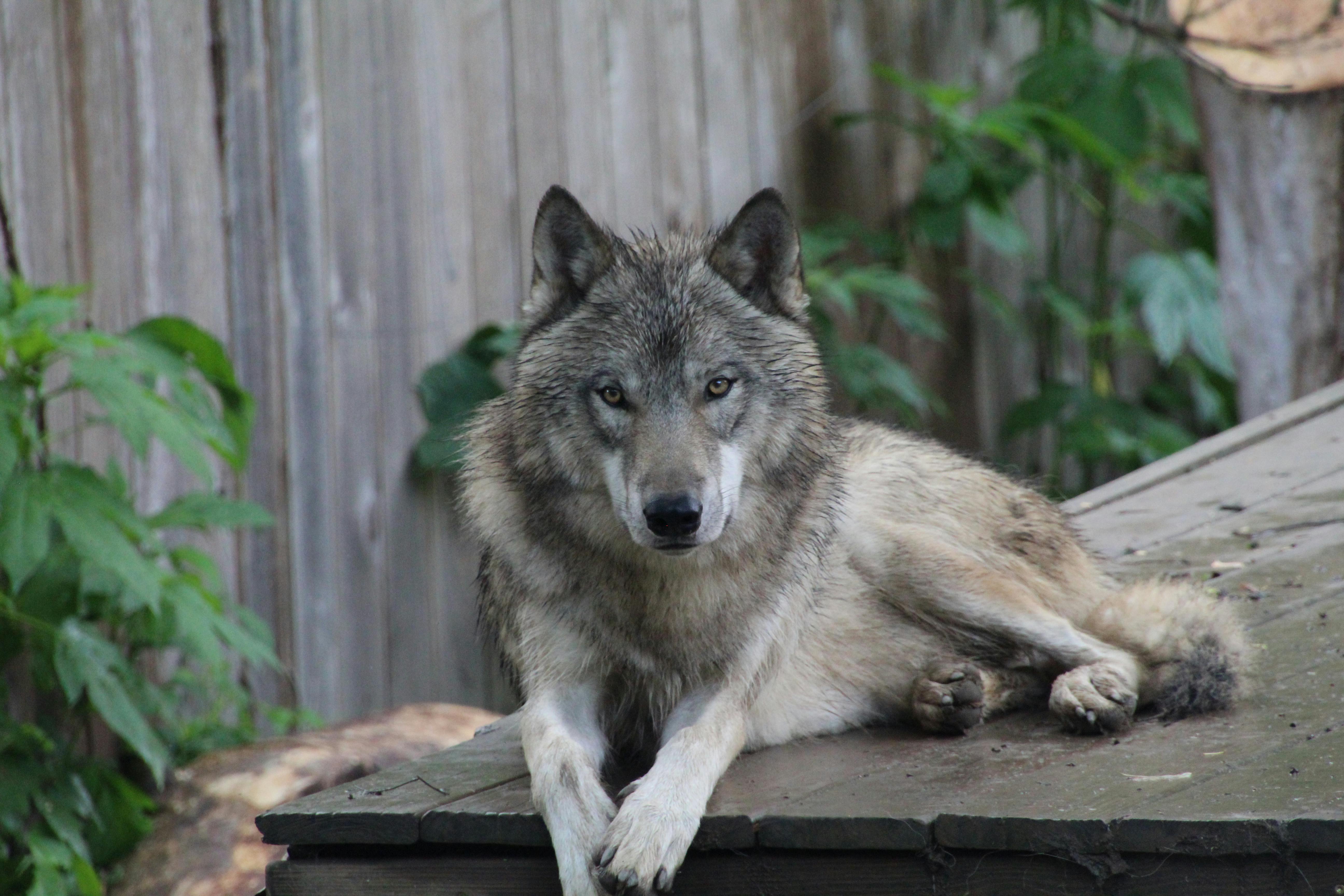 9 Dog Breeds That Are Most Closely Related to Wolves