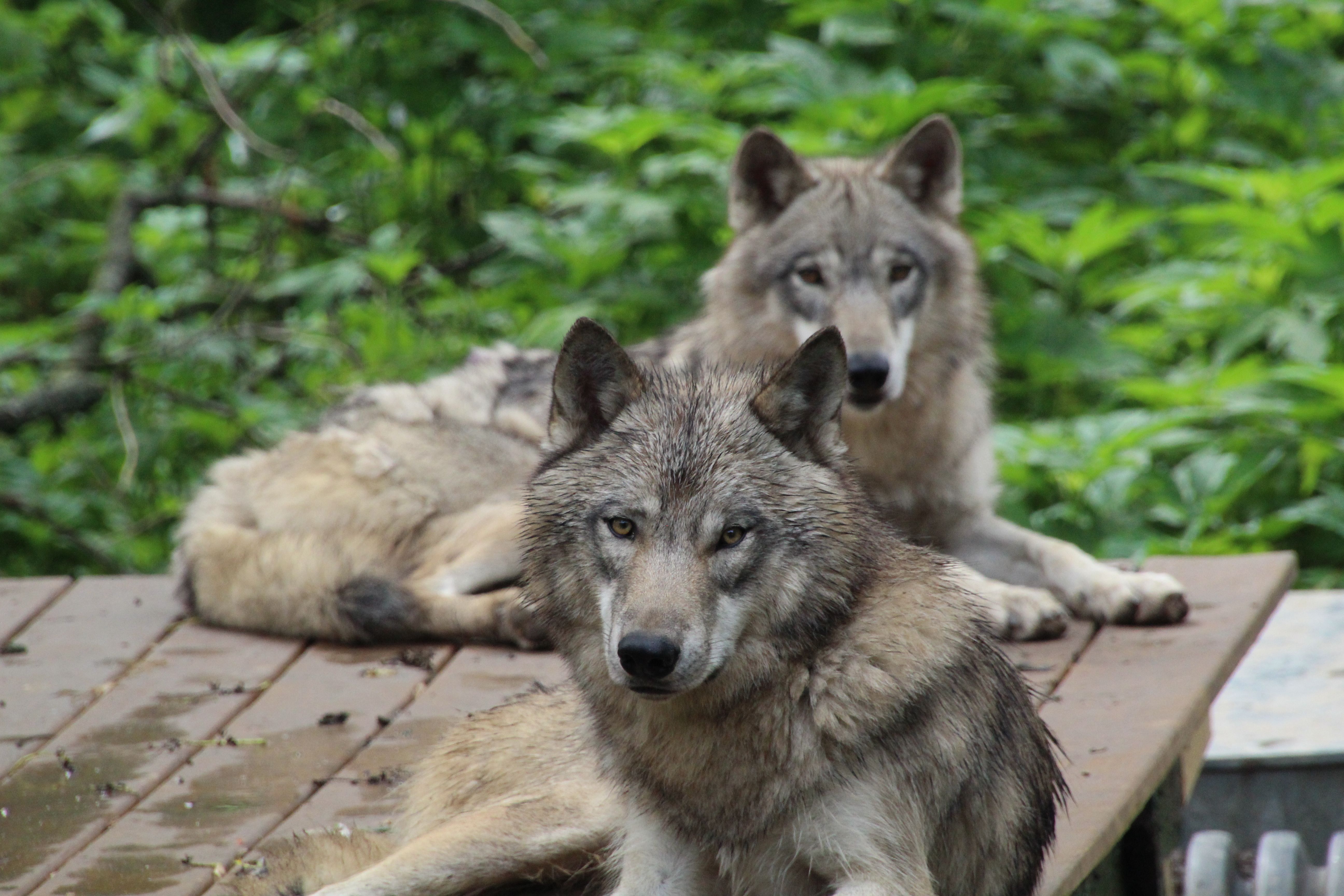 What Returning Wolves Did to Yellowstone's Streamsides