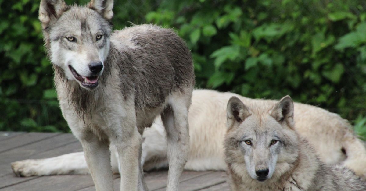 Rüyada Sürü Halinde Kurt Görmek - Rüya Tabiri ve Anlamı - açık hava, biyoçeşitlilik, canis lupus içeren Ücretsiz stok fotoğraf