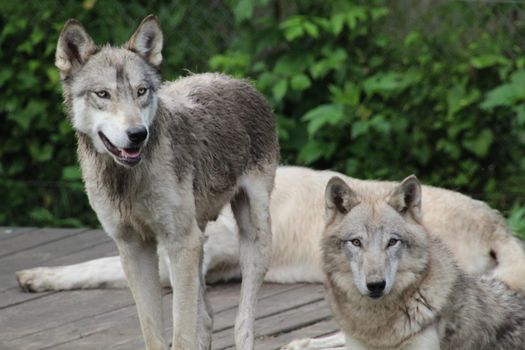açık hava, biyoçeşitlilik, canis lupus içeren Ücretsiz stok fotoğraf