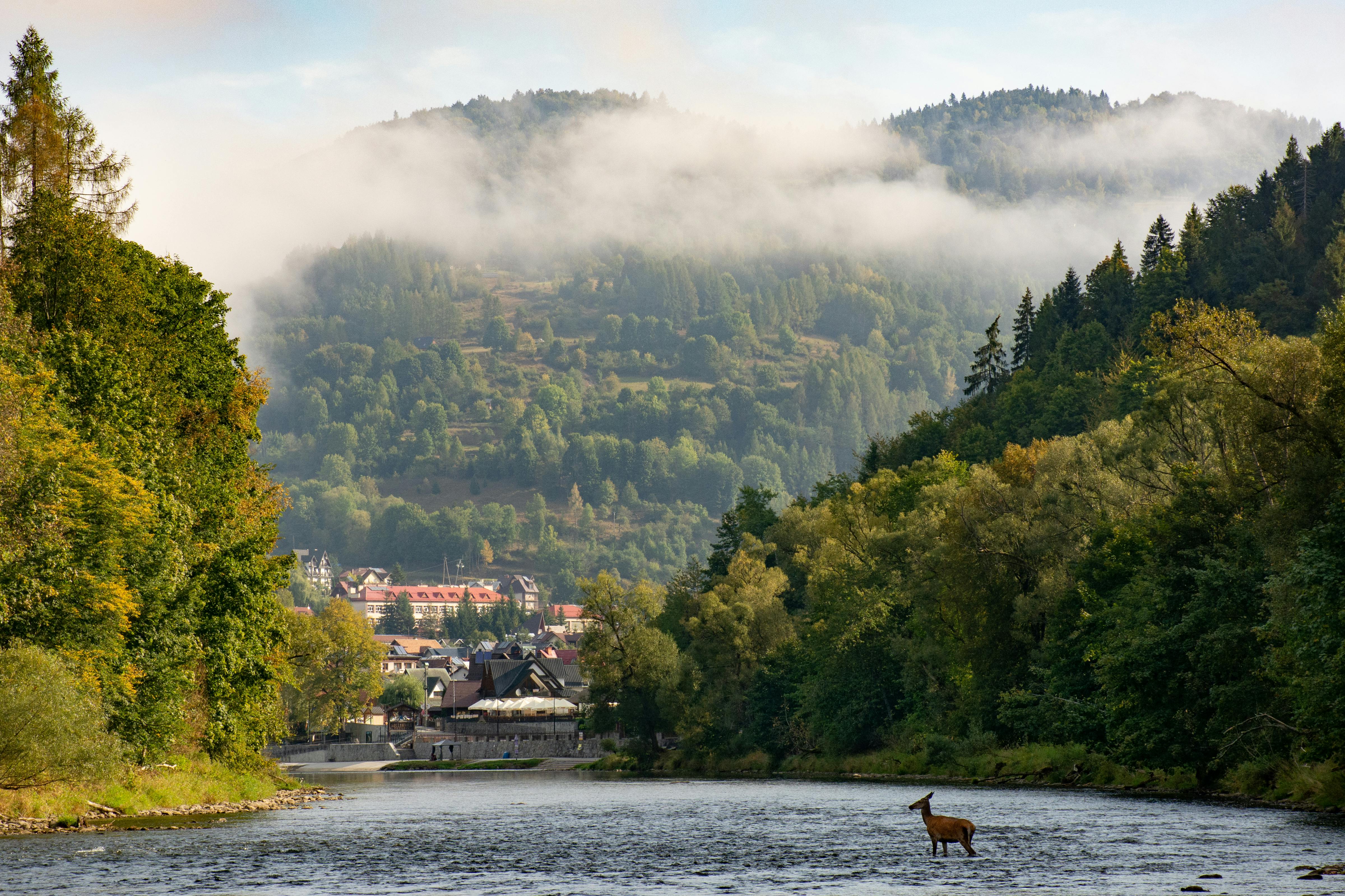 A deer crossing the serene Dunajec River with the misty Pieniny Mountains in the background, capturing nature's beauty.