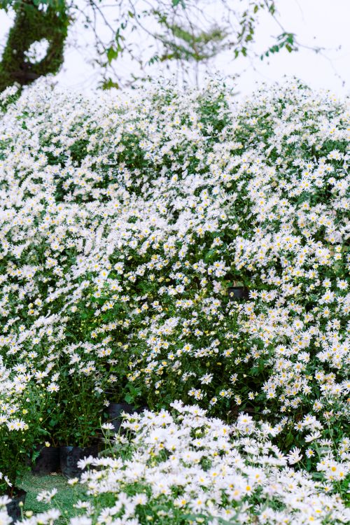 Free A lush field of blooming white daisies creating a serene floral landscape. Stock Photo