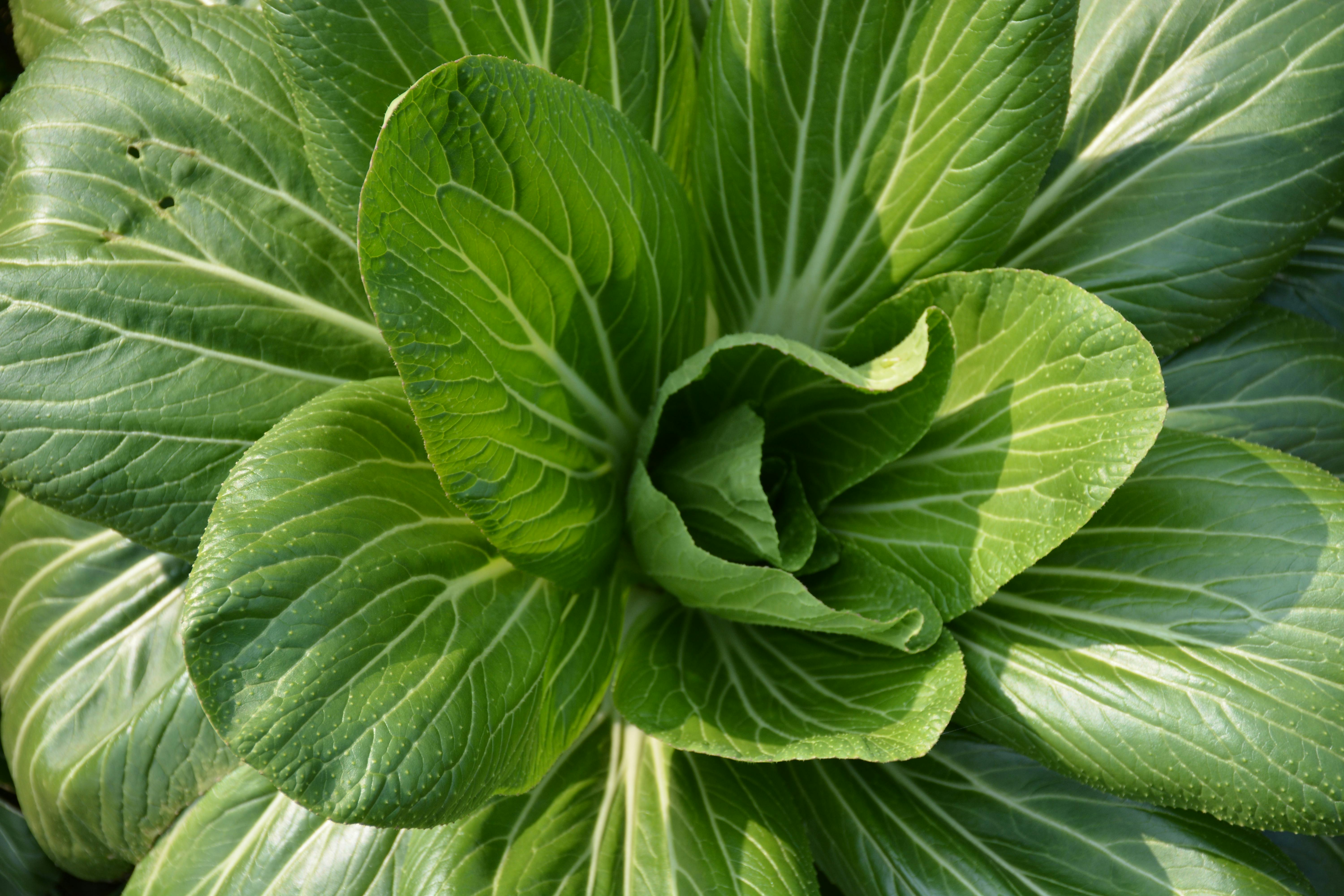 키토제닉 다이어트