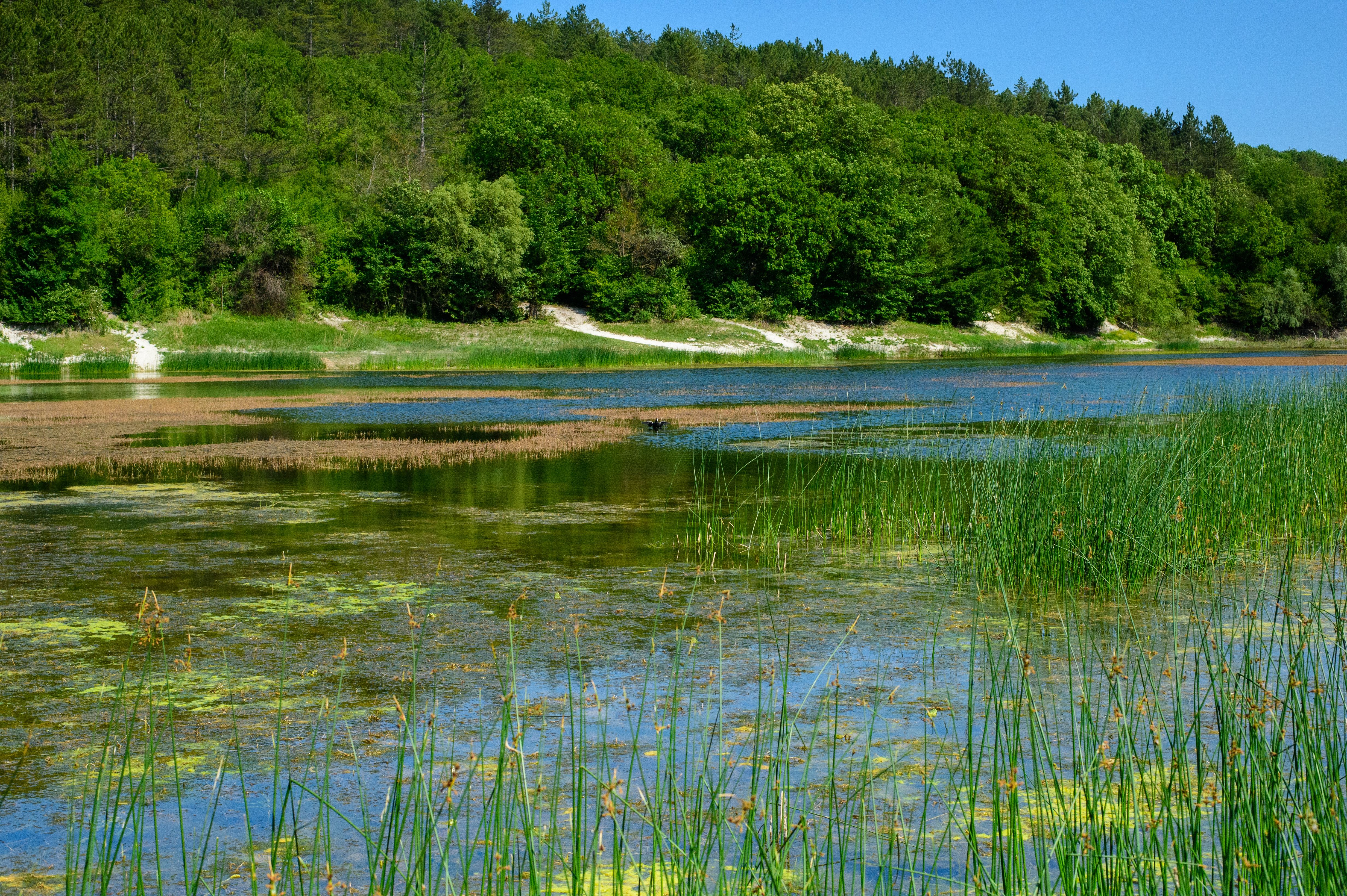 A peaceful urban wetland reserve with reeds and open water along the GreenWay corridor