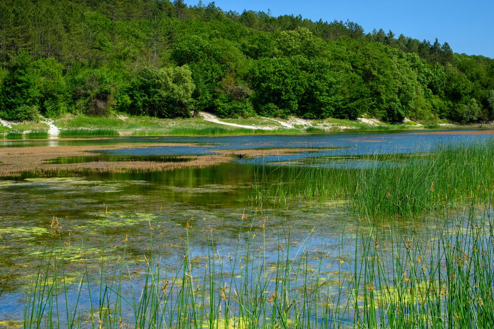 Wetland landscape