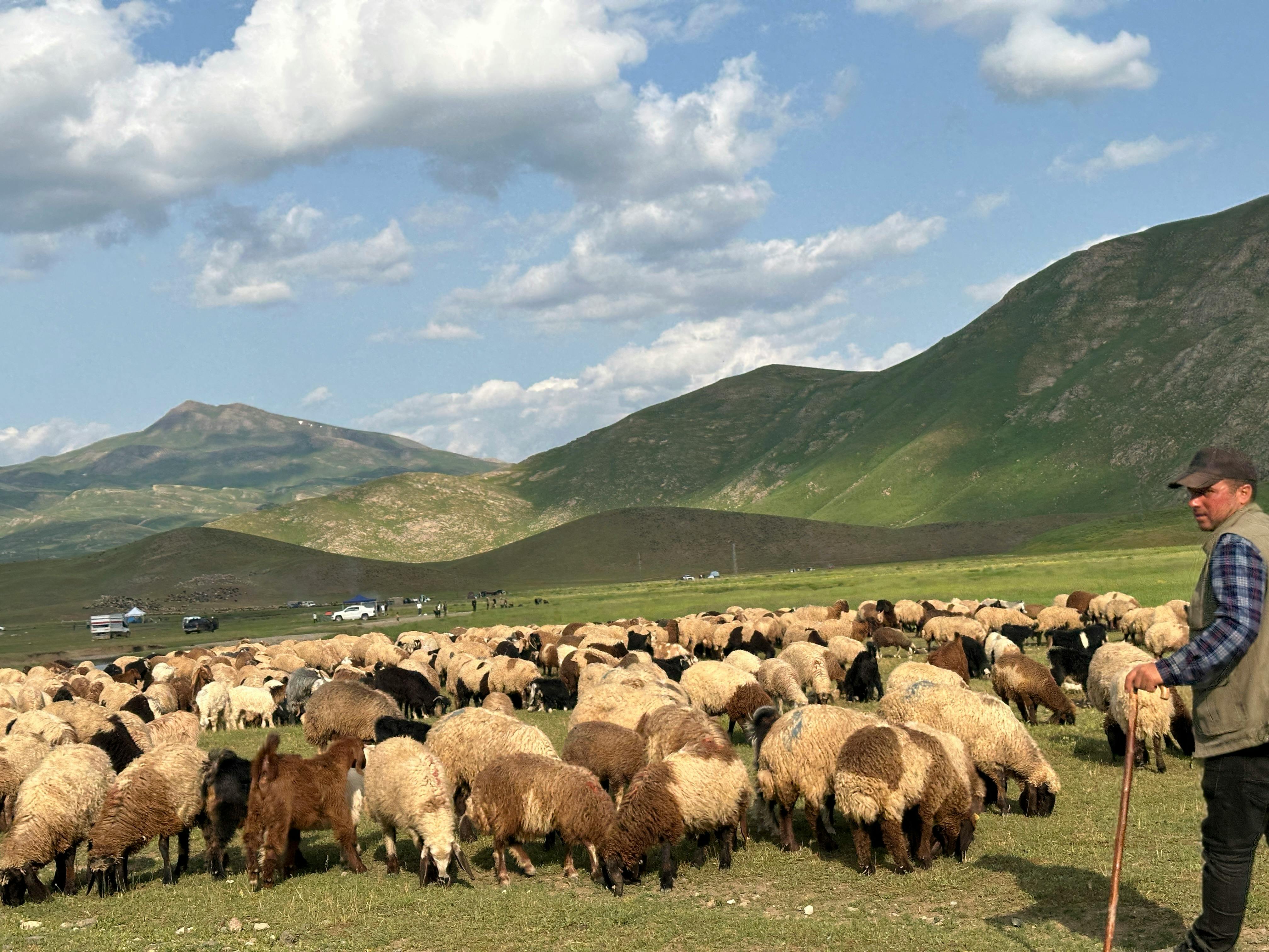 무료 가축, 가축 관리, 경치의 무료 스톡 사진