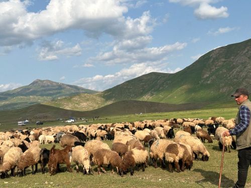 Free A shepherd guides a large flock of sheep in a lush, mountainous landscape under a blue sky. Stock Photo