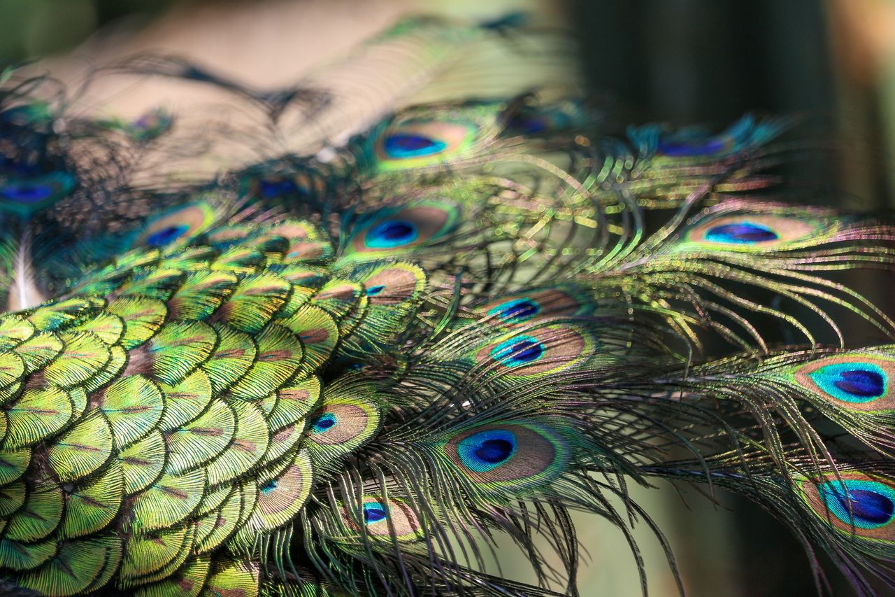 detailed macro shot of vibrant peacock feathers with stunning iridesce