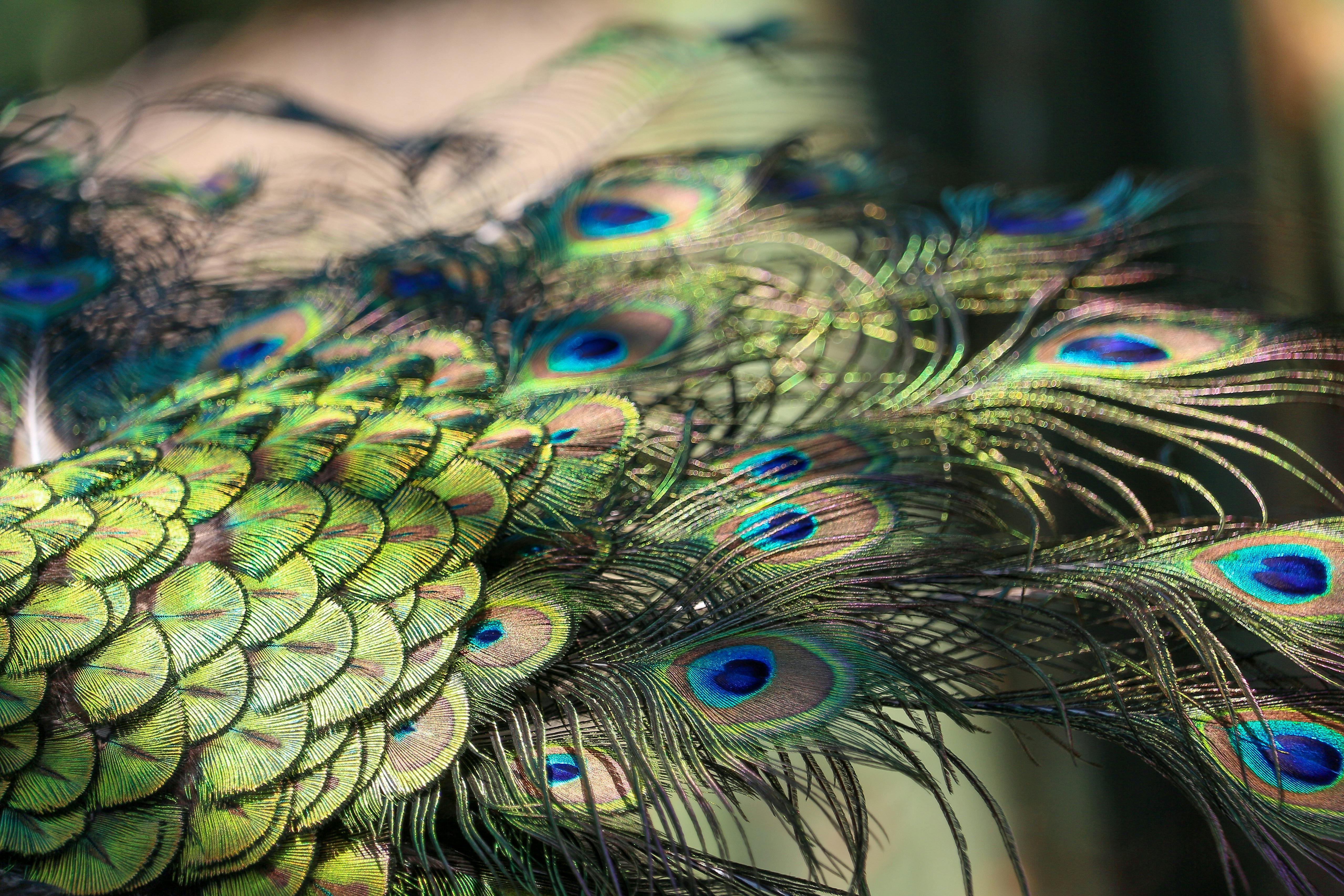 Close-Up Photo of Peacock Feathers · Free Stock Photo, image size:5116x3411