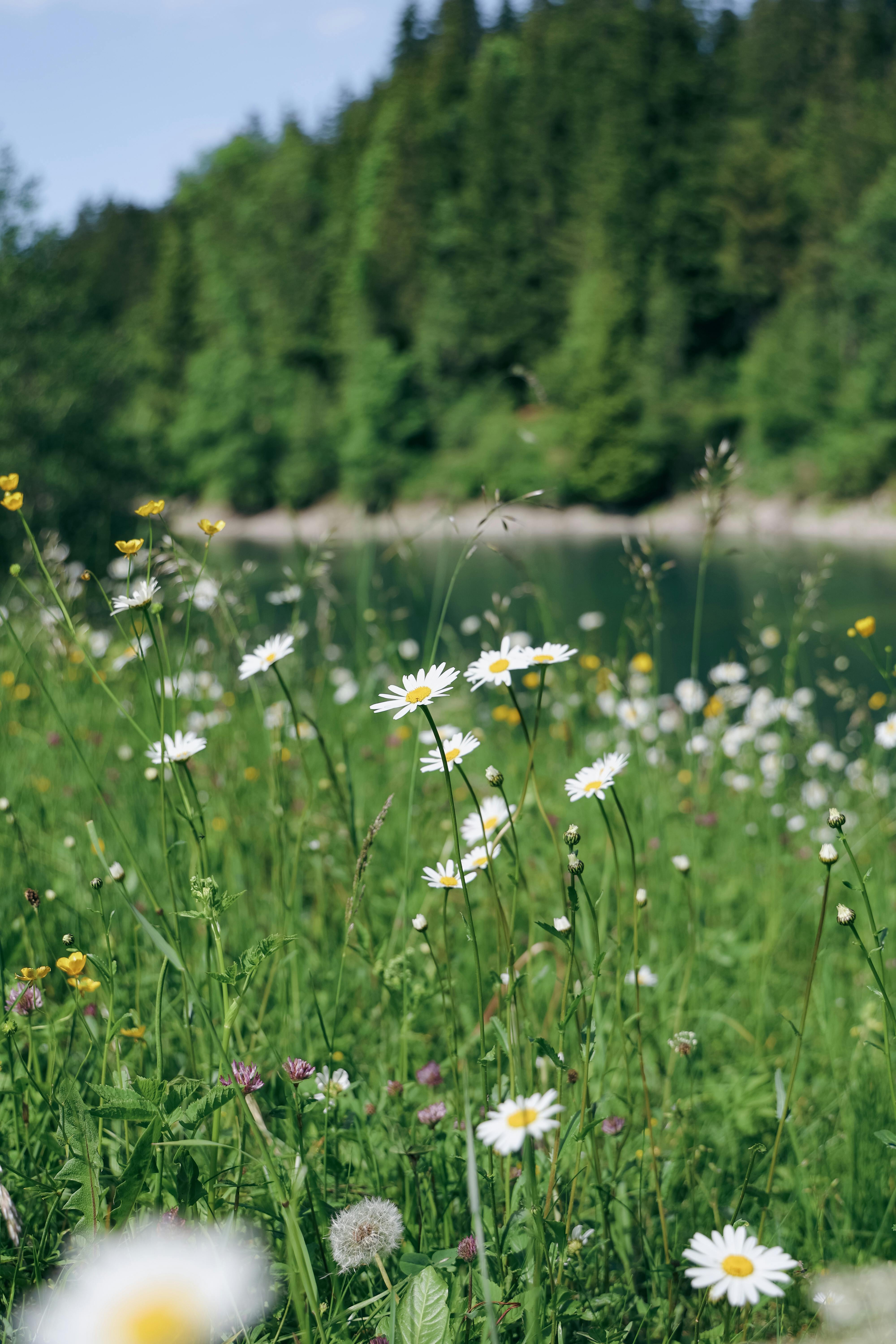Vibrant wildflowers bloom in Allgäu, Bavaria during a sunny summer day.
