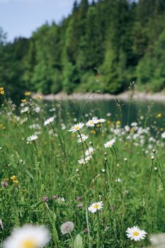 Vibrant wildflowers bloom in Allgäu, Bavaria during a sunny summer day.