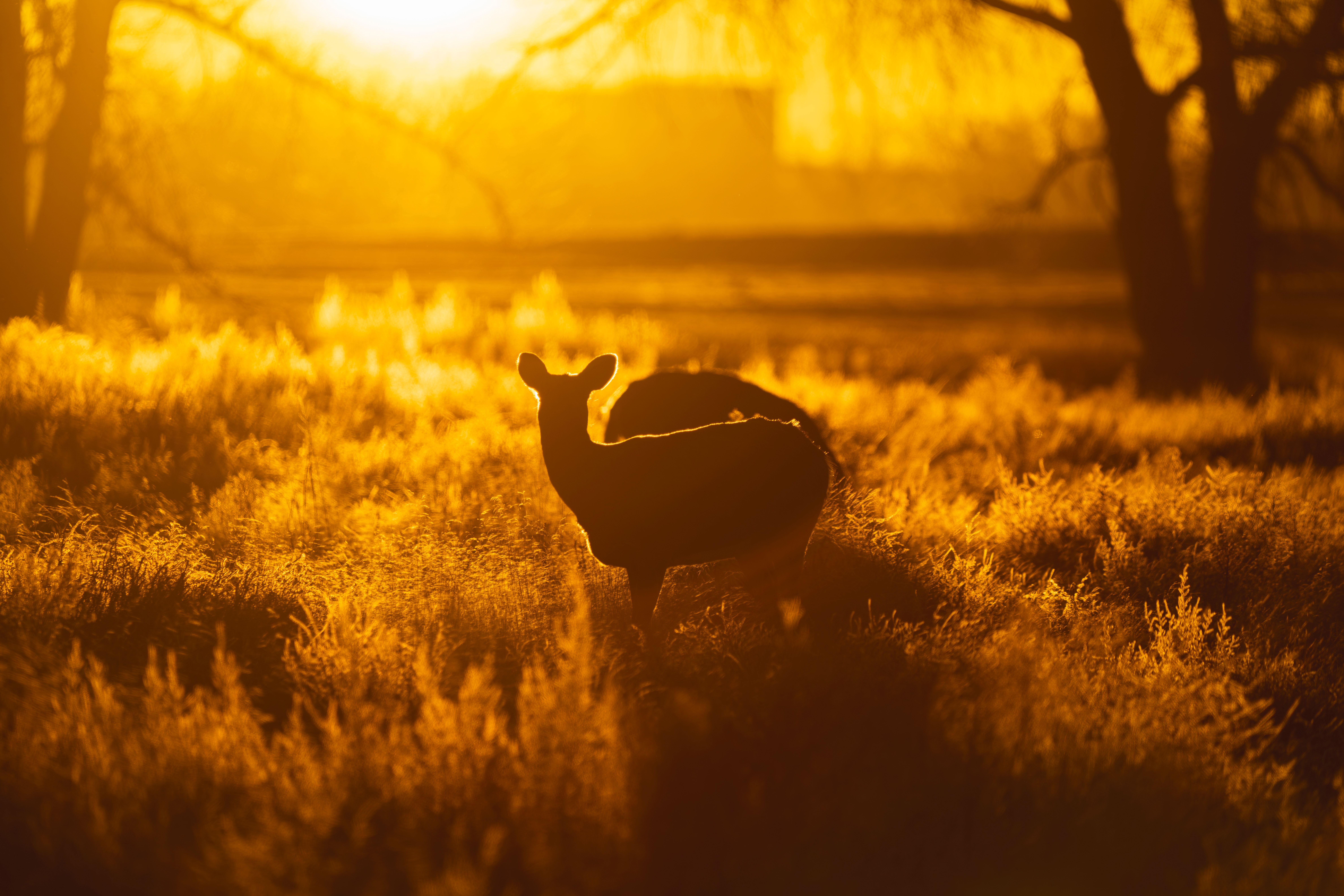 WILDERNESS CALLING: Top Ethical Ecotourism & Wildlife Volunteer Adventures for 2026 – Compare, Book, & Make a Real Impact!