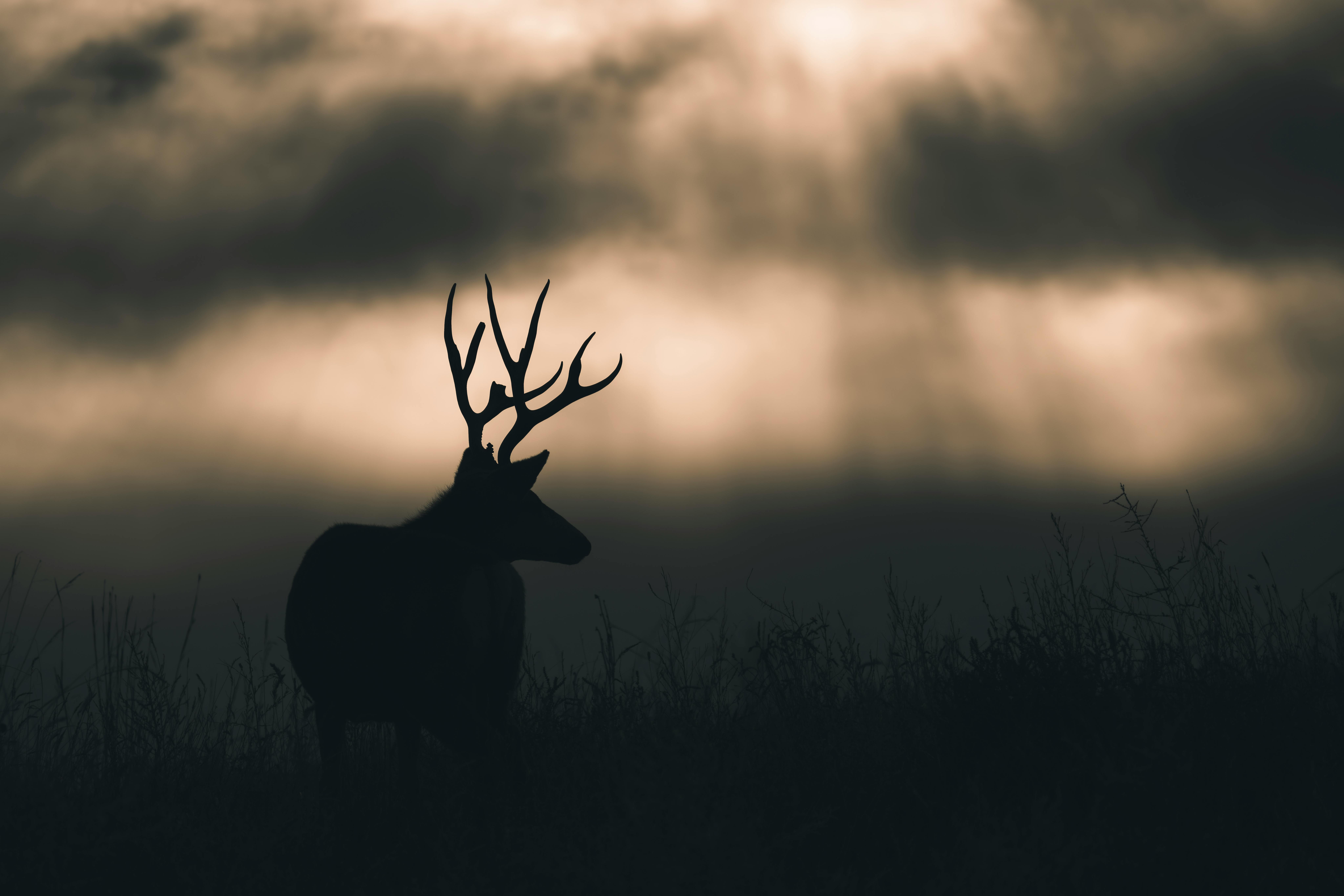 Silhouette of a deer with antlers against a dramatic sunrise sky in Commerce City, Colorado.