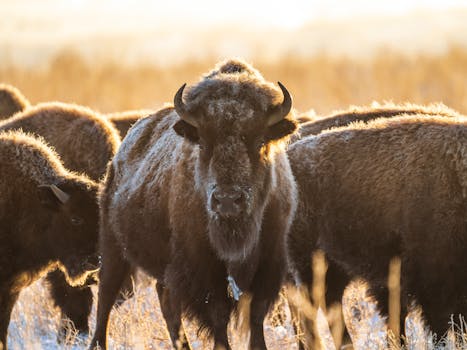 A herd of bison grazing during a golden winter sunrise in Commerce City, Colorado.