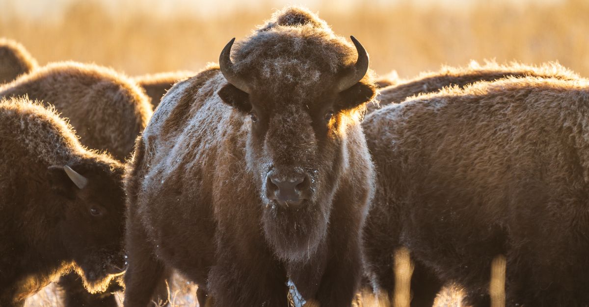 Bison Color Do Bison Grazing at Sunrise in Colorado Winter · Free Stock Photo