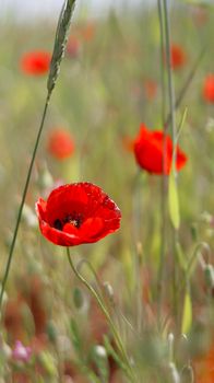 Close-up of a vibrant red poppy in a sunlit field with green grass.