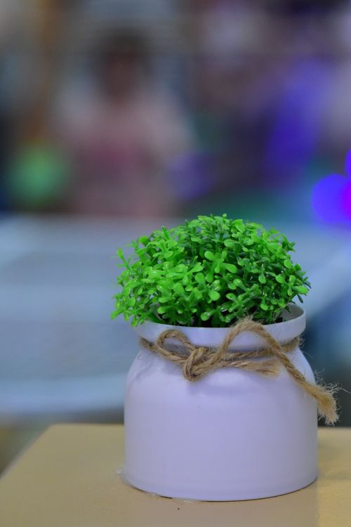Free A mini green plant in a white ceramic pot tied with twine. Soft focus background adds depth. Stock Photo