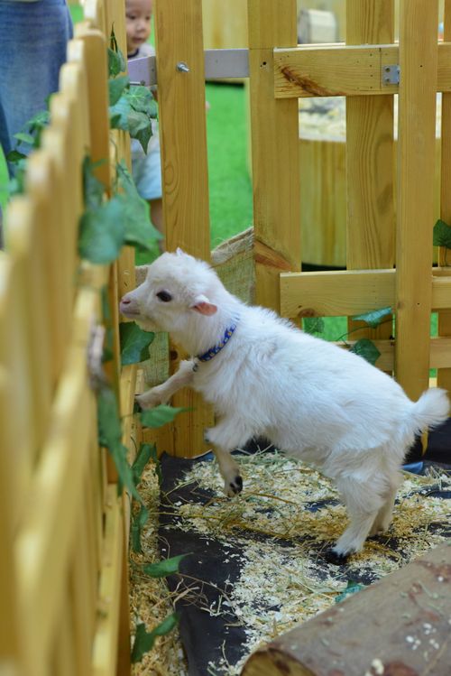 Free Adorable white baby goat exploring a playful wooden pen with green foliage. Stock Photo
