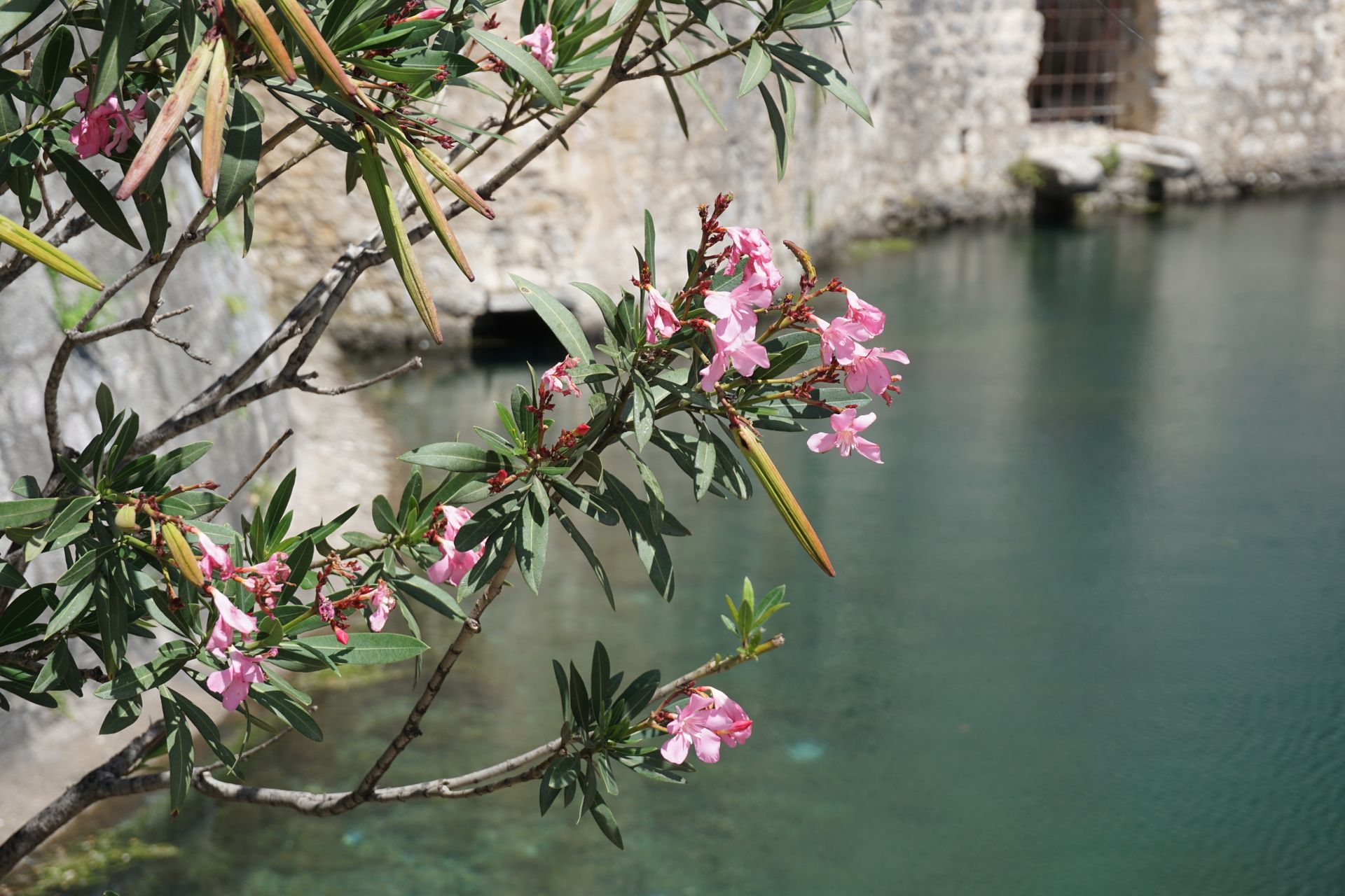 Close-up of pink oleander flowers against a stone wall by the water in Kotor, Montenegro.