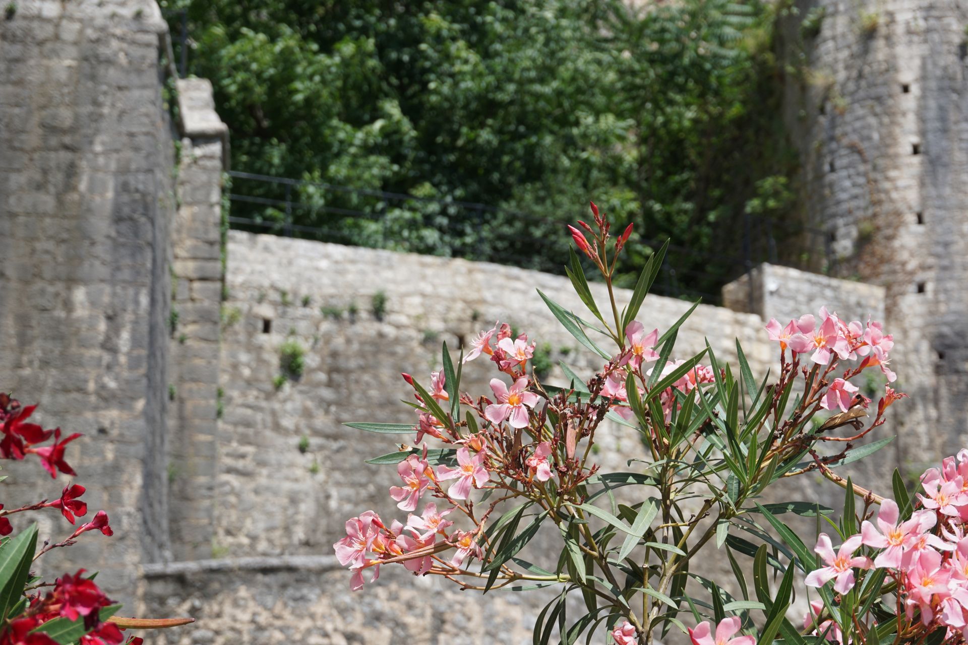 Pink oleander flowers with the ancient stone walls of Kotor, Montenegro in the background.