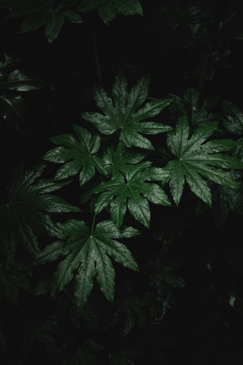 Free Dark and moody close-up of green leaves with water droplets, capturing nature's beauty. Stock Photo