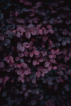 Close-up of vibrant purple leaves covered in dew drops, creating a moody and mysterious nature scene.