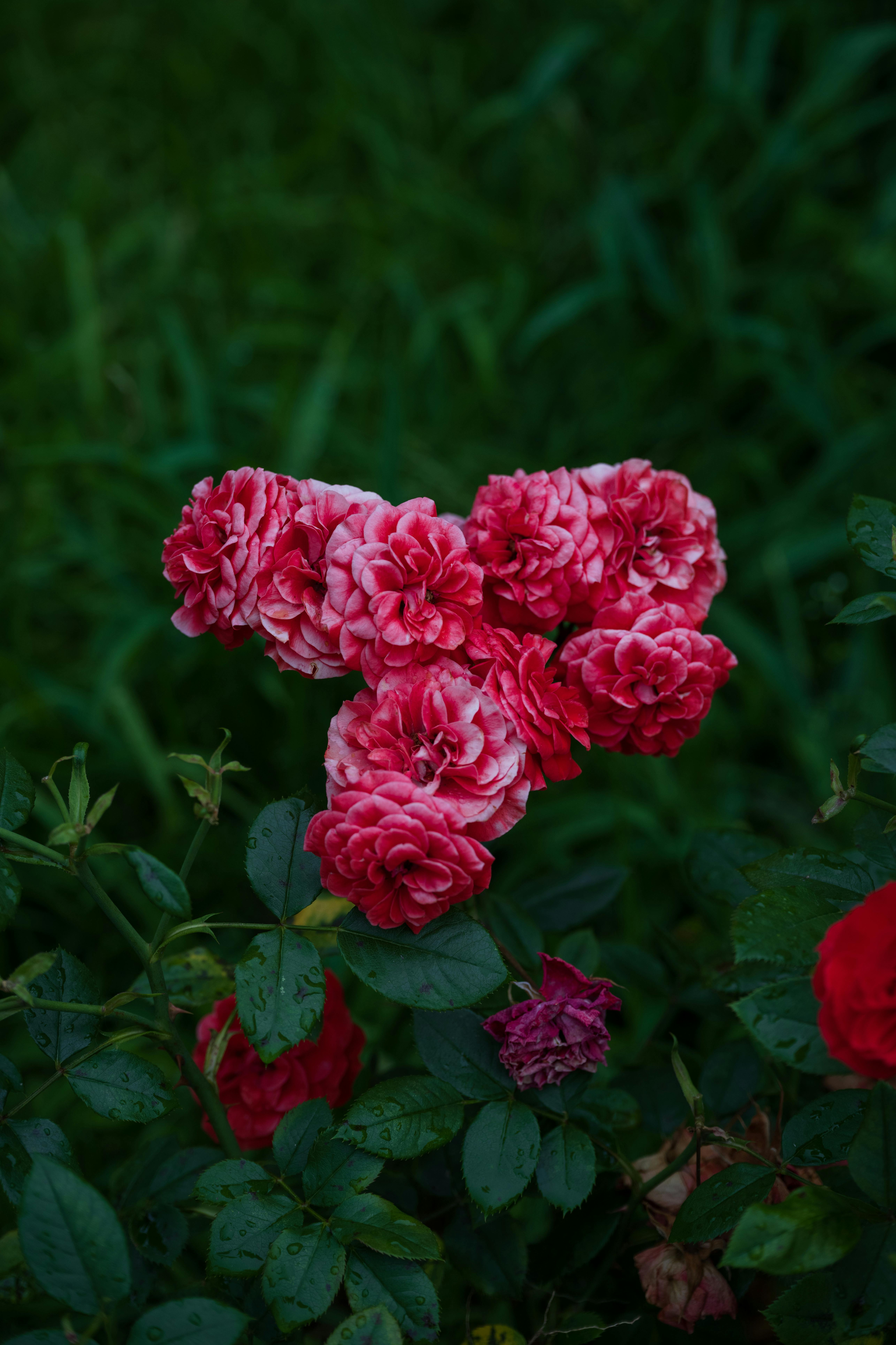 [ColoSach]-close-up-of-vibrant-pink-roses-in-a-calming-garden-setting-with-lush-green-foliage.