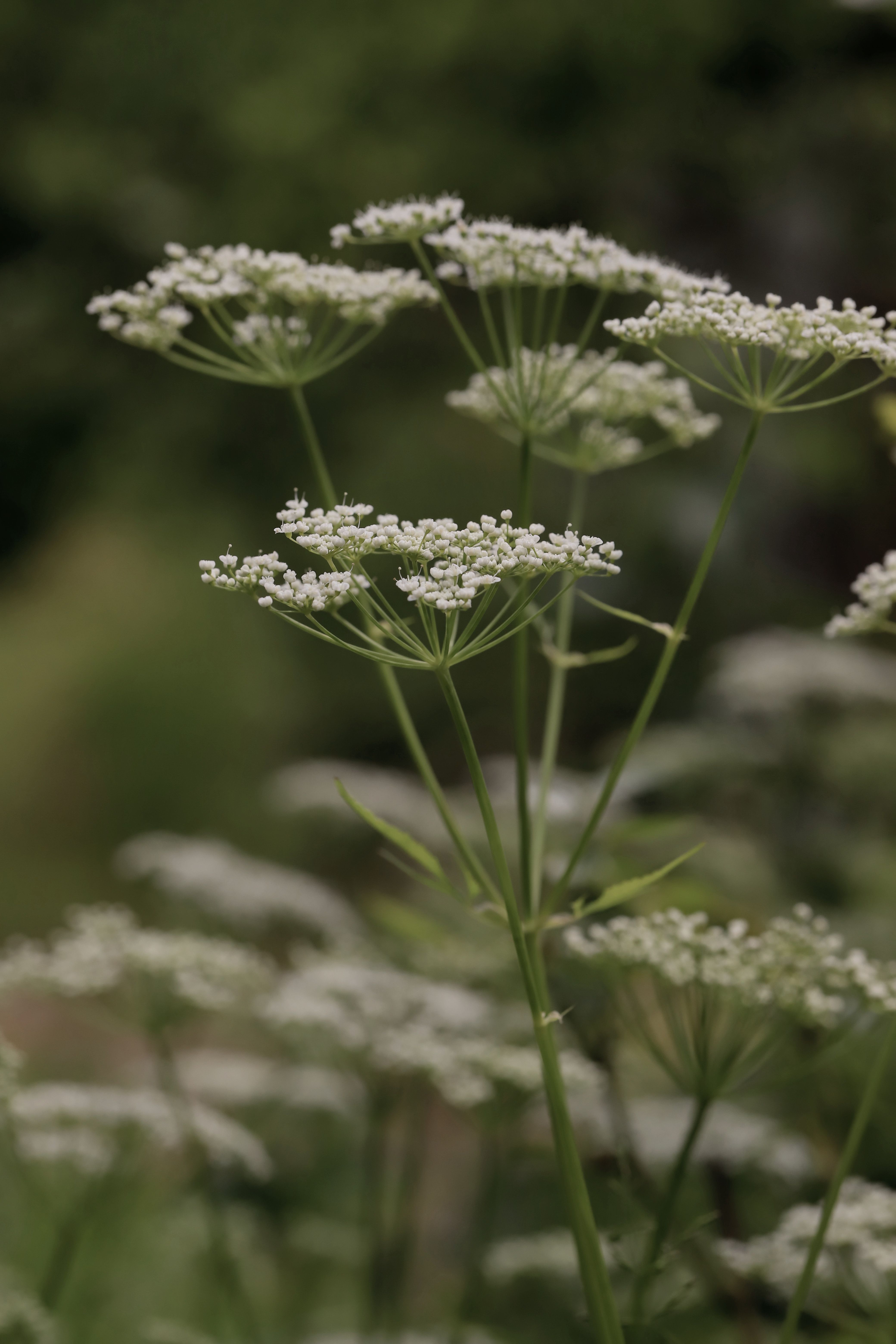 Pignut