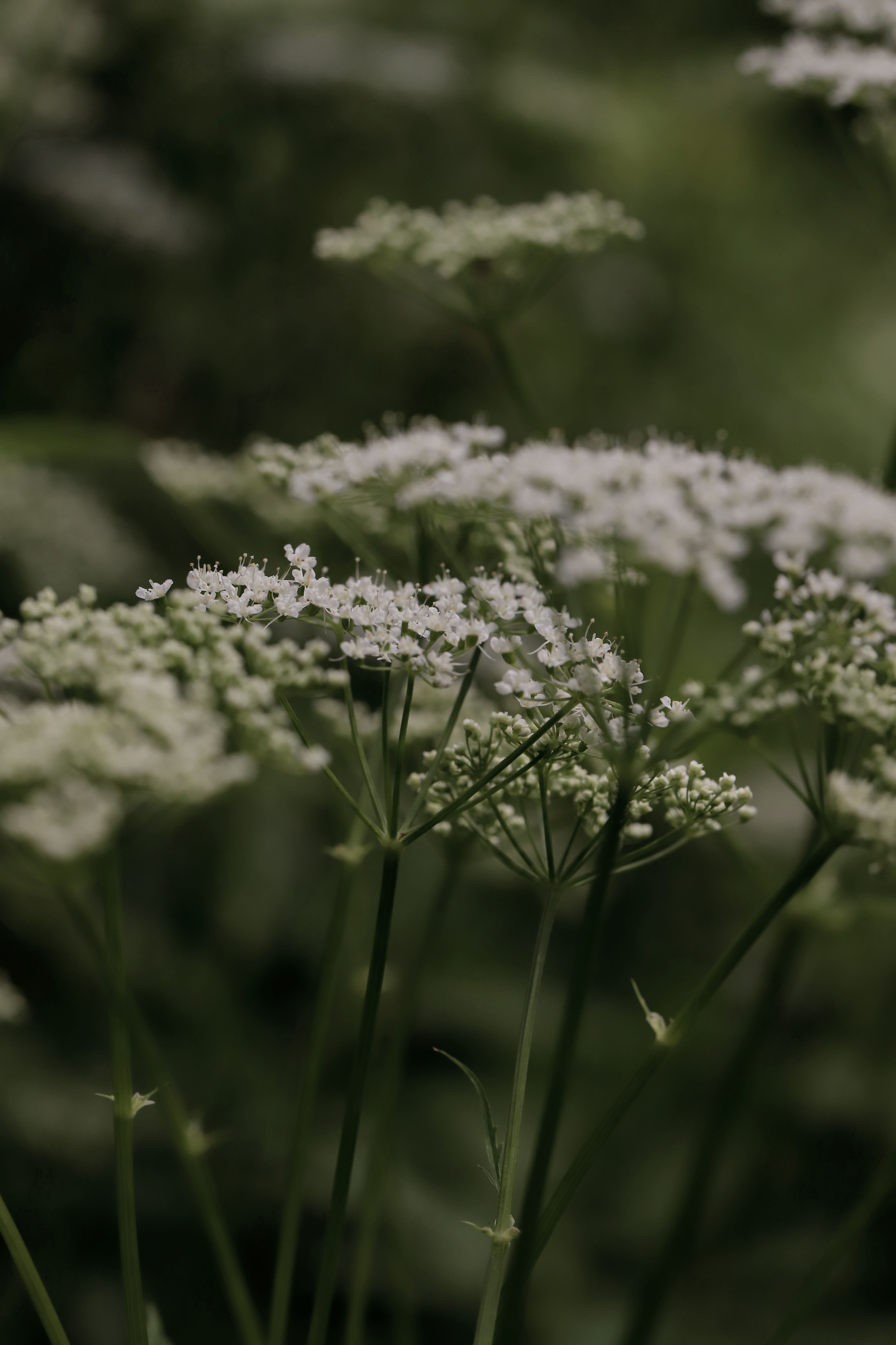 Close-Up of White Wildflowers in a Green Meadow · Free Stock Photo