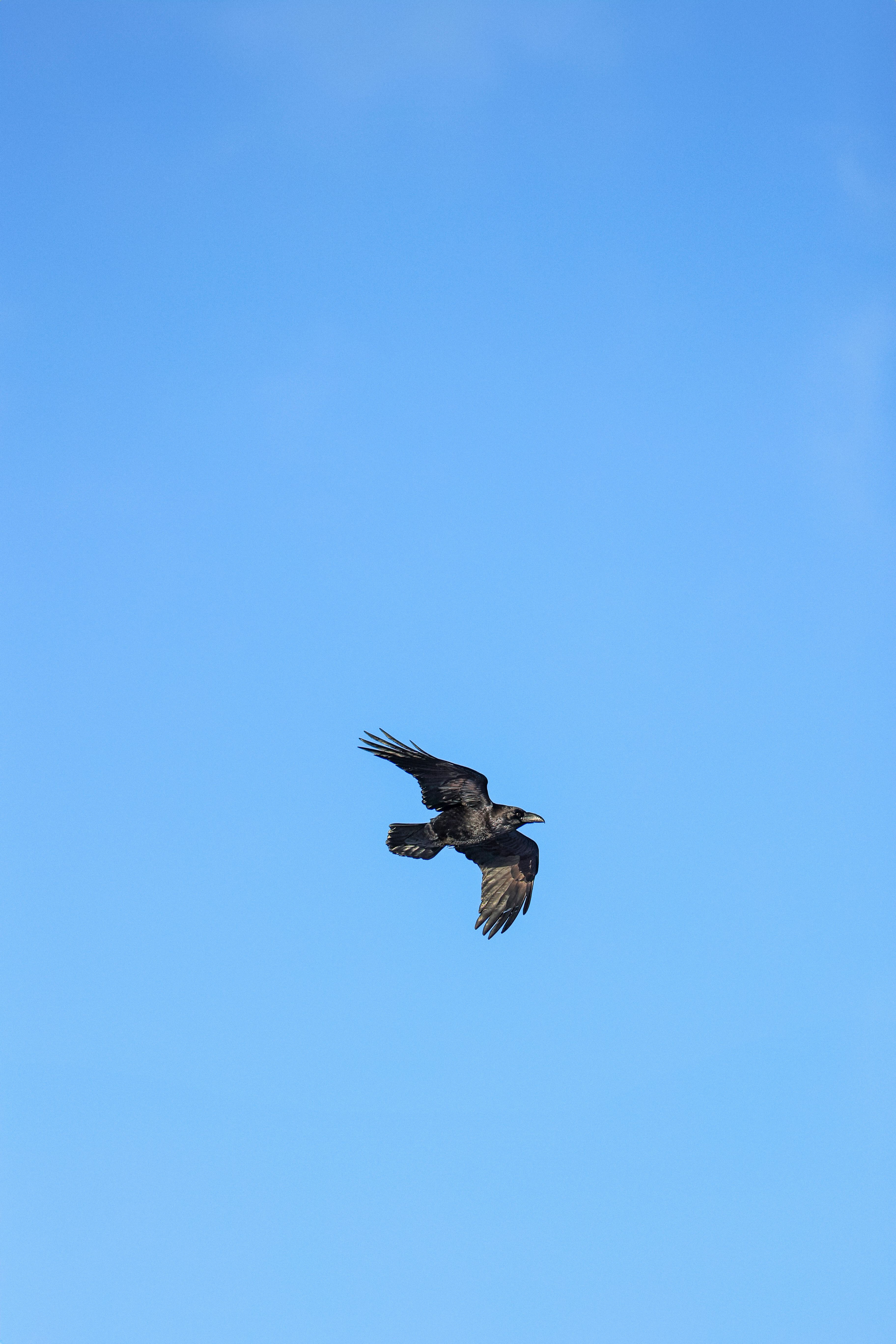 Majestic Raven Soaring in Blue Sky · Free Stock Photo