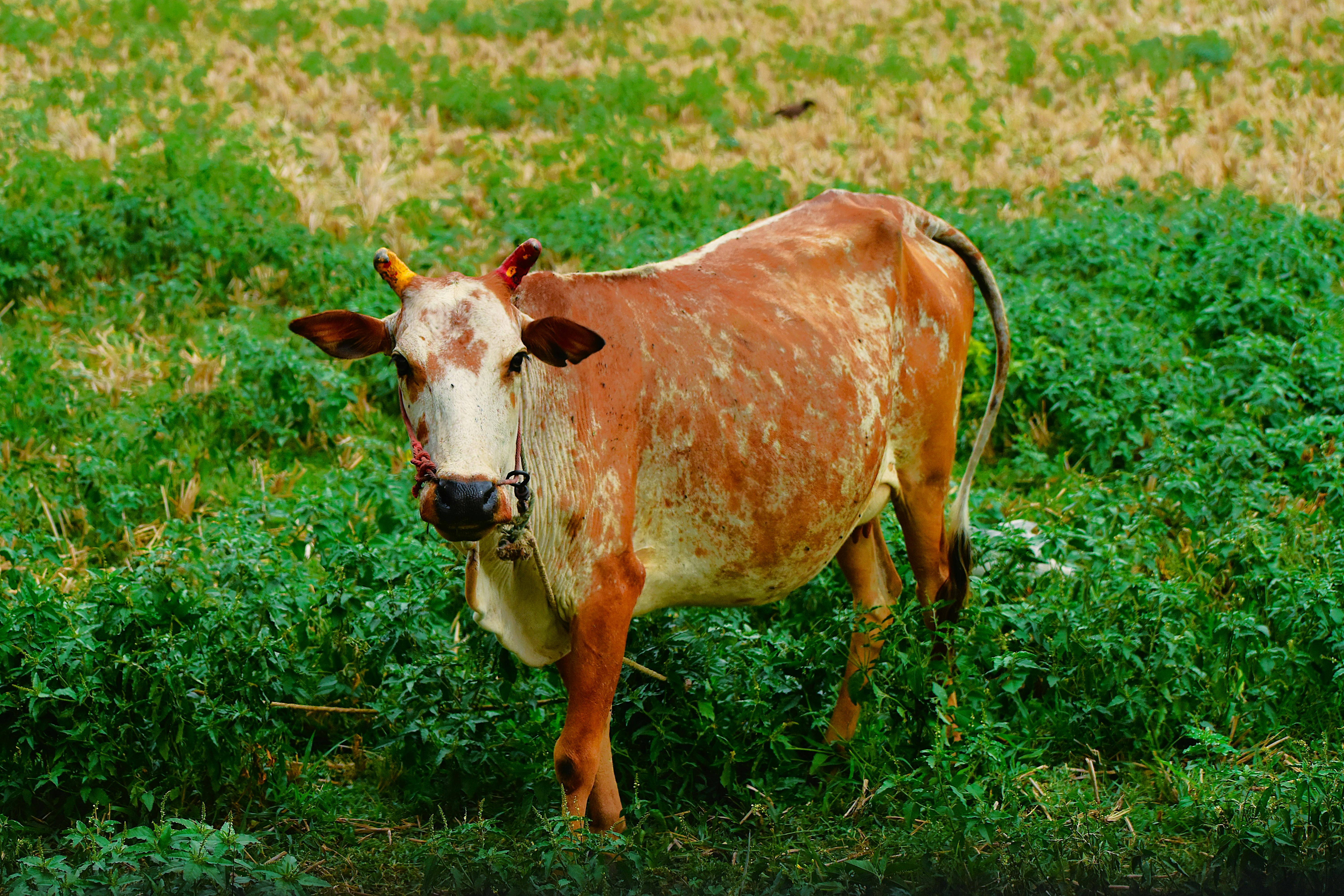 grátis Uma vaca marrom com manchas brancas pasta em um campo verde em um dia ensolarado. Foto profissional