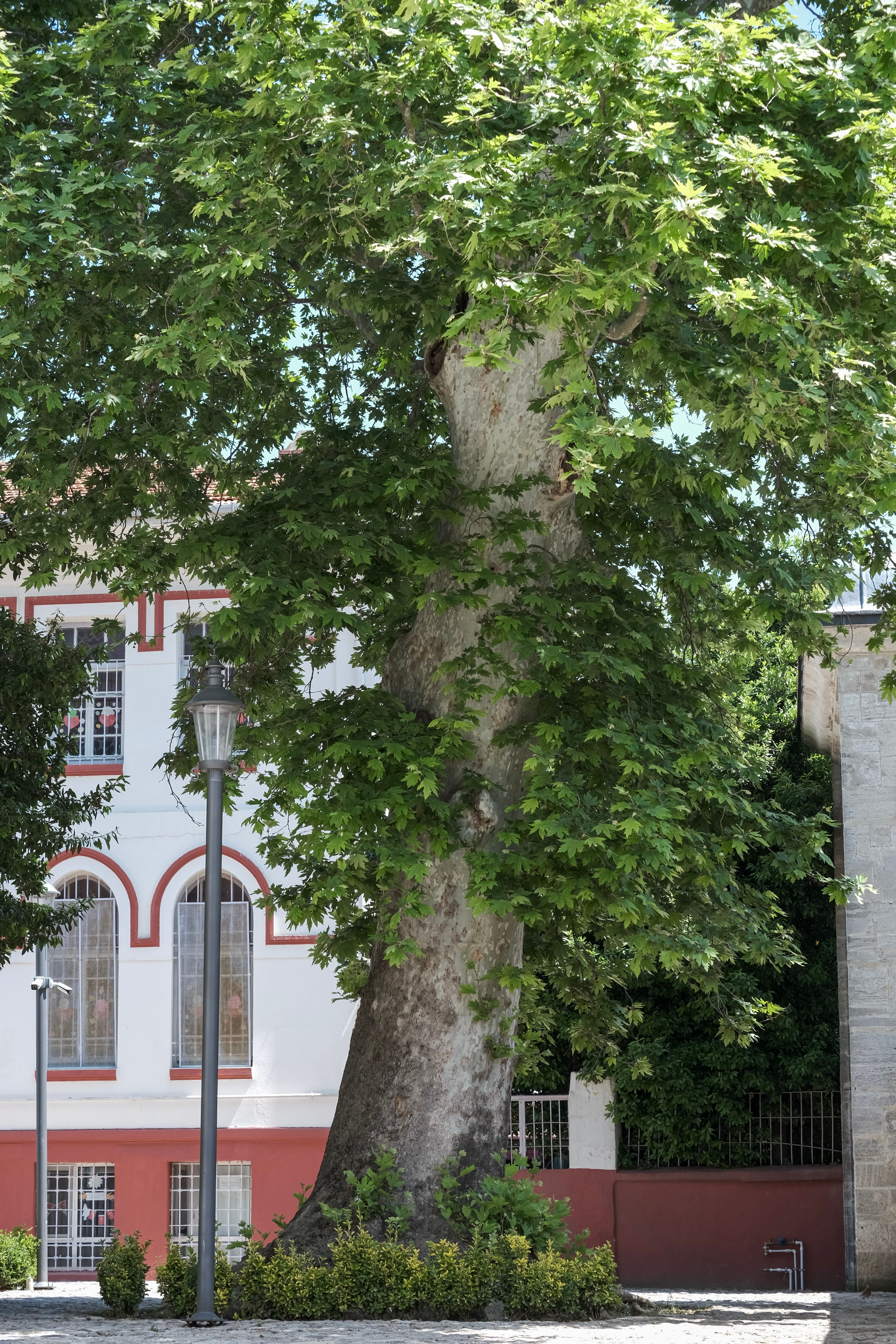A historic building with a large tree in front, showcasing vibrant summer foliage.
