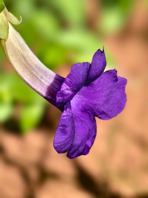 Free Macro shot of a purple petunia flower with blurred green background, captured outdoors. Stock Photo