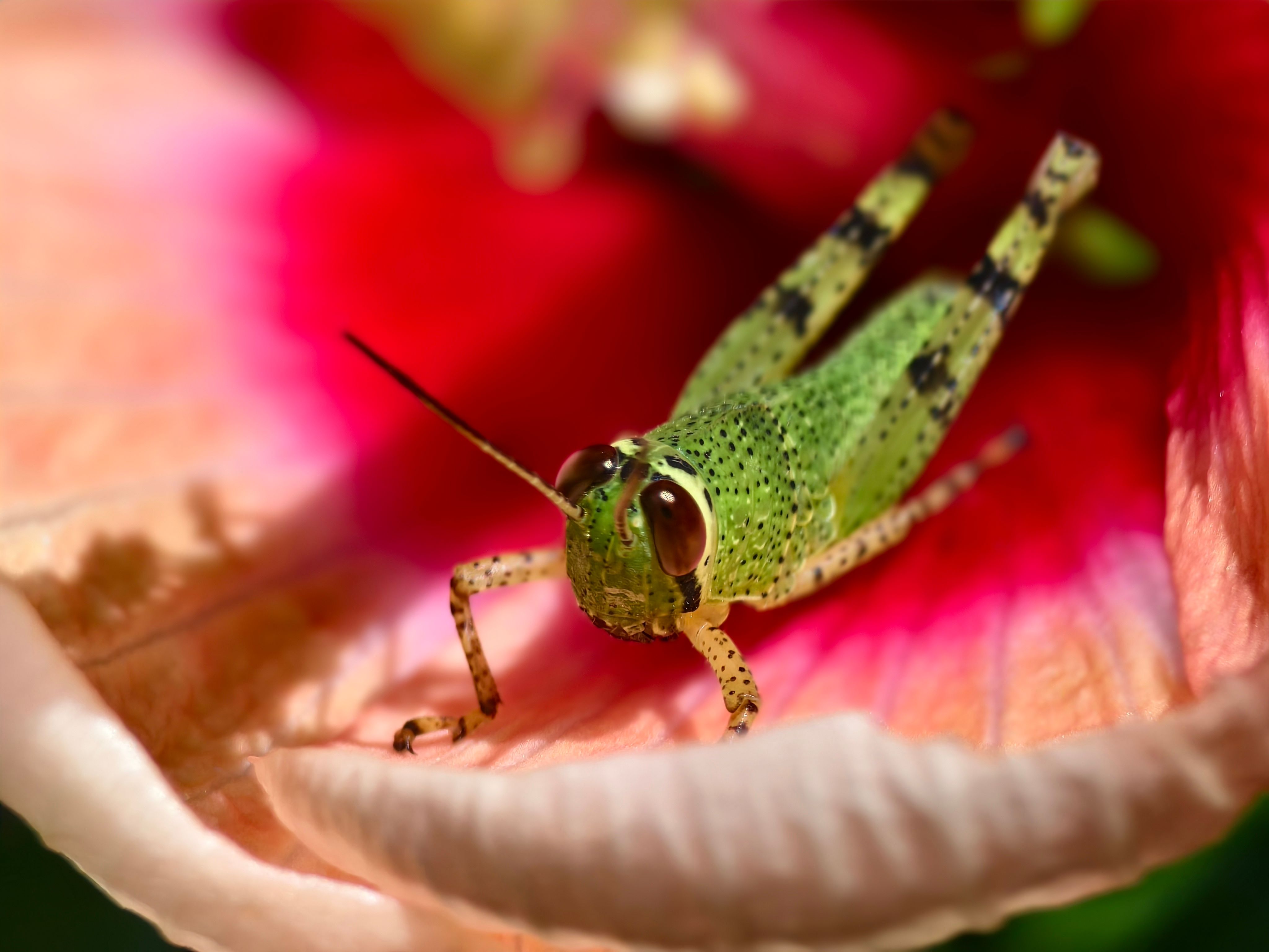 Macro shot of a vibrant green grasshopper on a pink hibiscus flower.