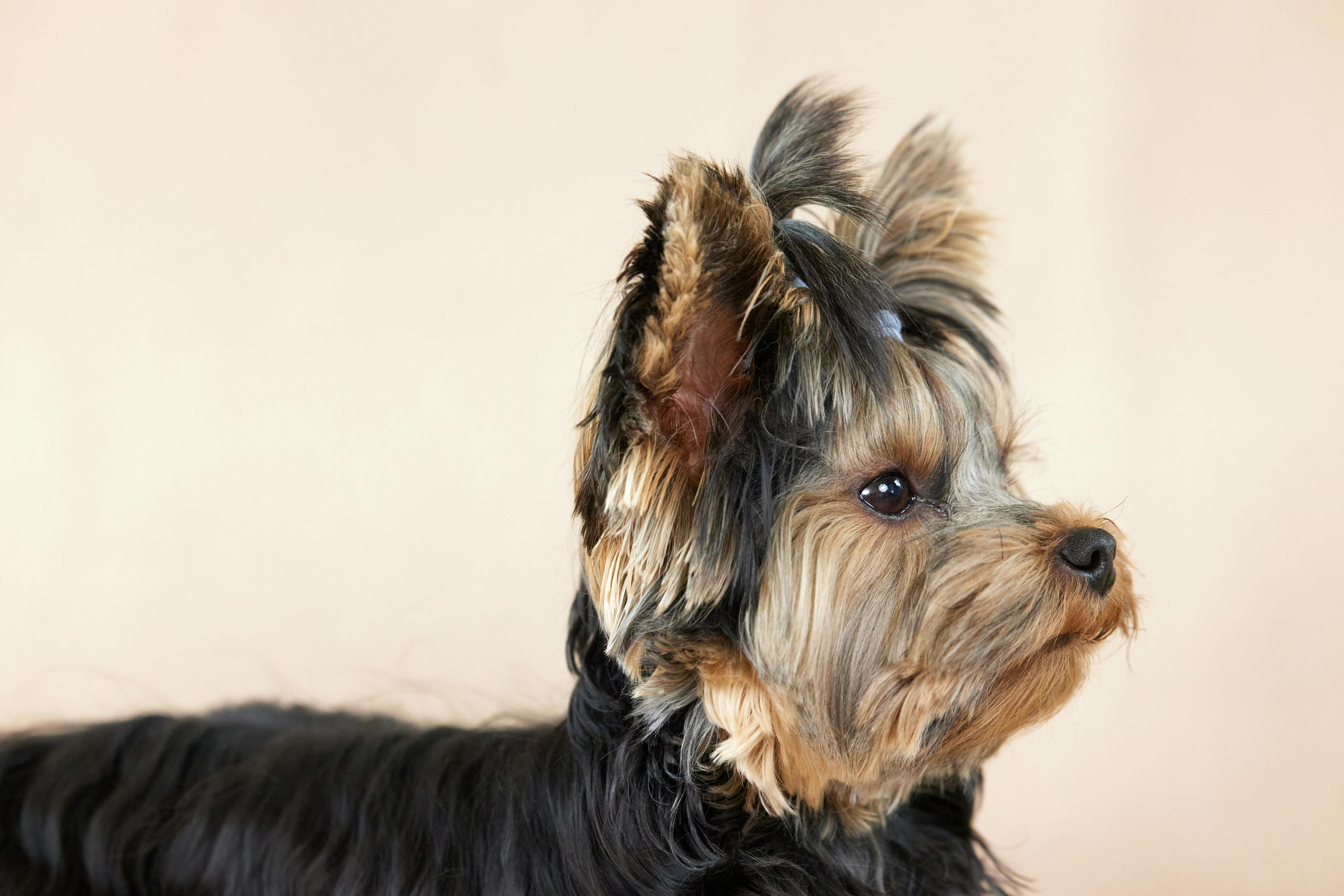 Yorkie Υπογλυκαιμία: Συμπτώματα & Πρώτες Βοήθειες