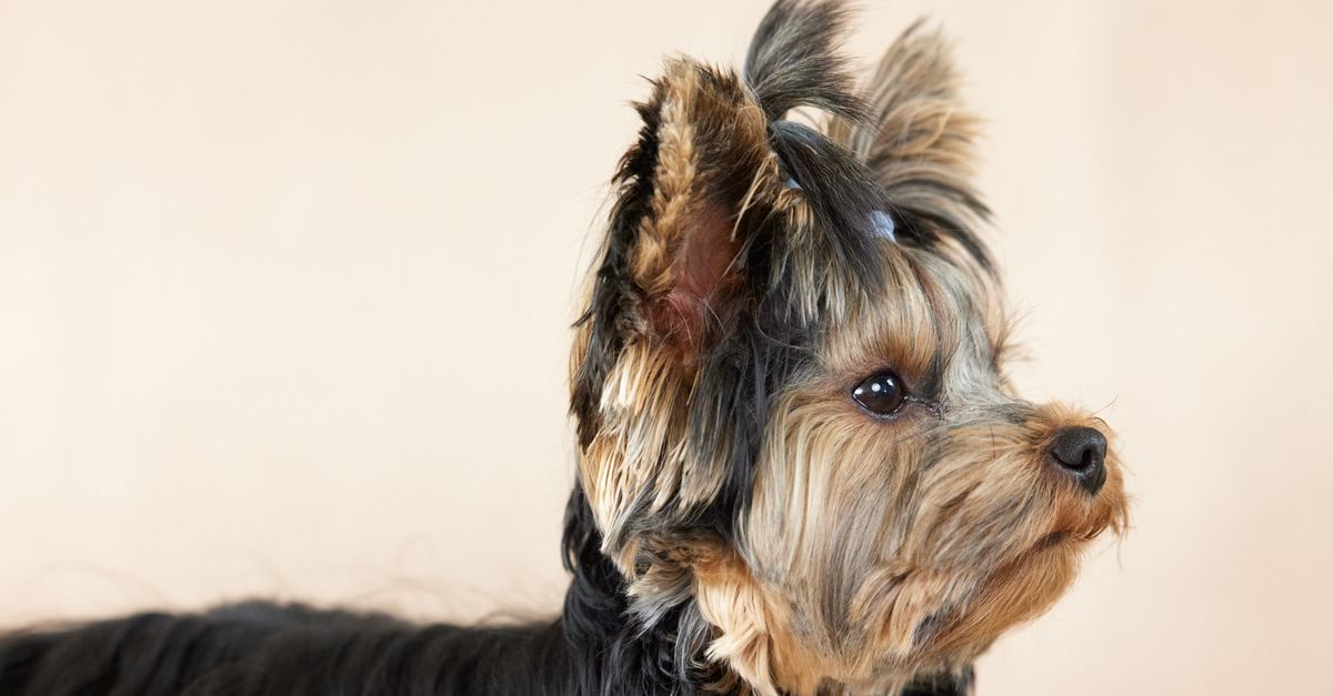 Yorkshire Terrier