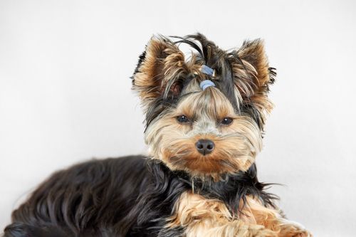 Free Charming Yorkshire Terrier puppy with top knot hair against a white background in a studio setting. Stock Photo
