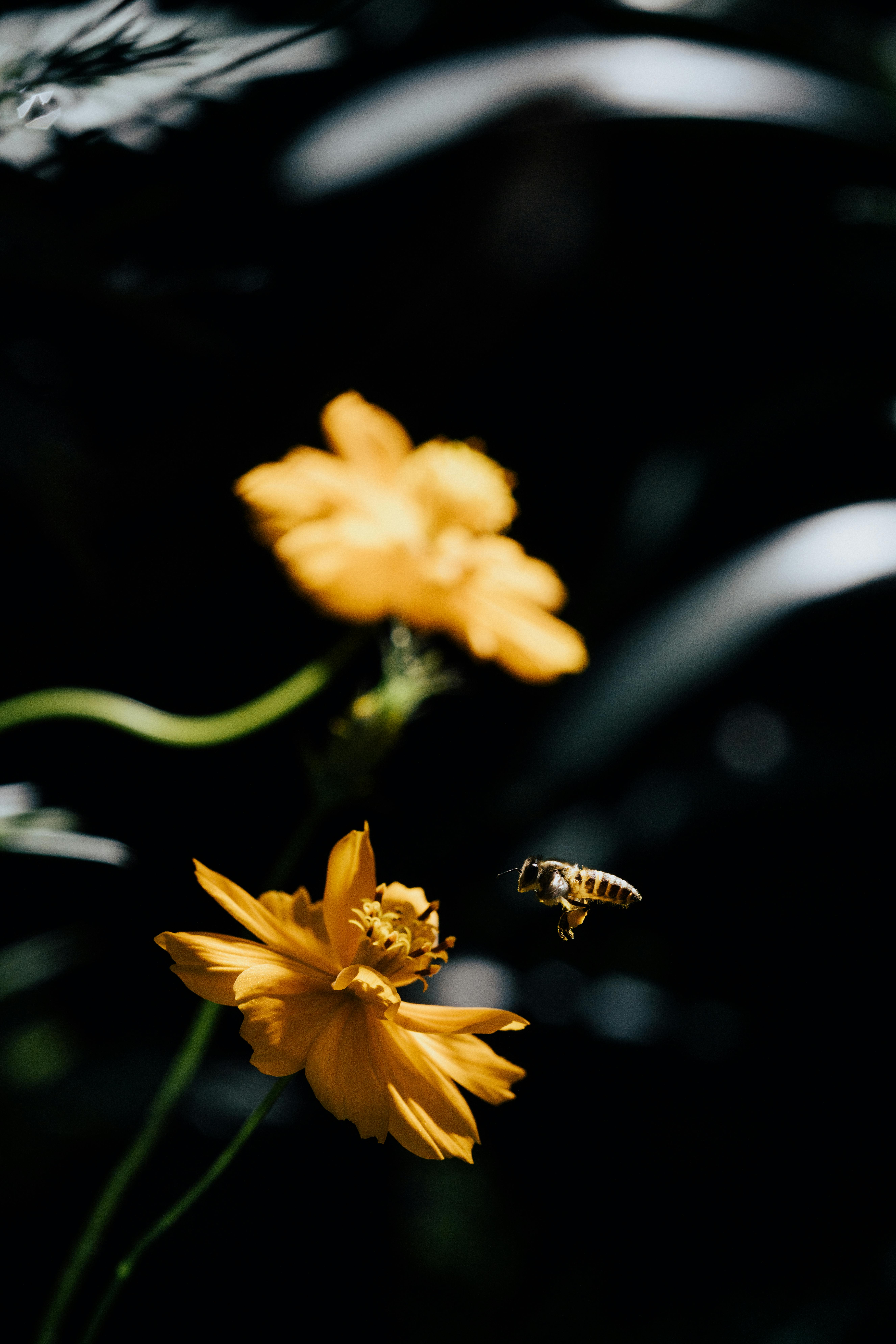Close-up of a bee pollinating a vibrant yellow cosmos flower in Đà Lạt's warm sunlight.