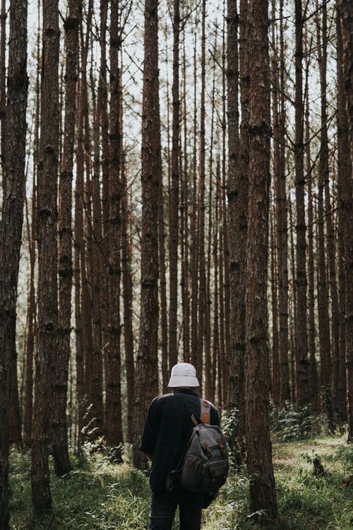 Free A lone traveler explores the tall pine forests of Đà Lạt, capturing the essence of nature's tranquility. Stock Photo