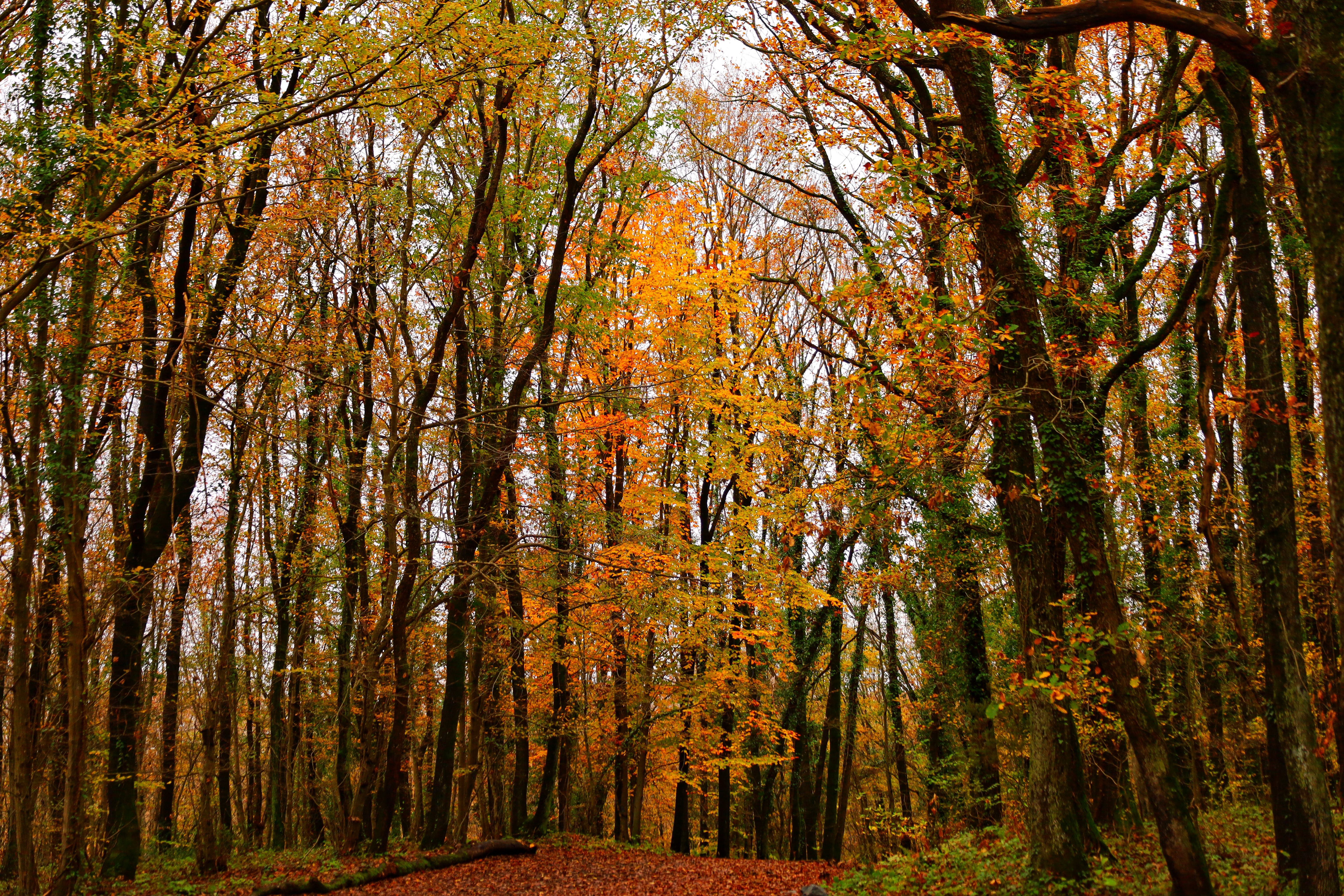 Vibrant Autumn Forest with Colorful Foliage · Free Stock Photo